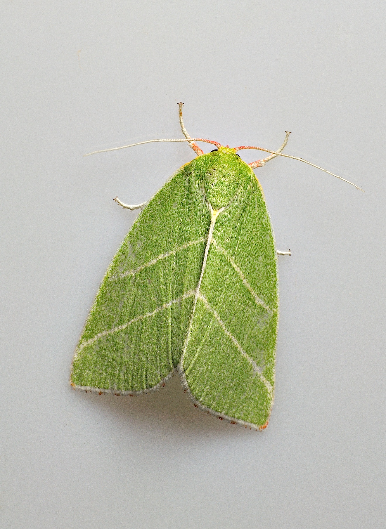 Foto B034797, © Adriaan van Os, Corsavy 28-08-2017, H�he 800 m, Bena bicolorana