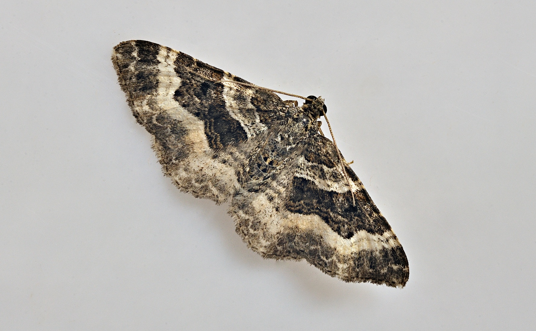 foto B034893, © Adriaan van Os, Corsavy 28-08-2017, altitud 800 m, Epirrhoe alternata