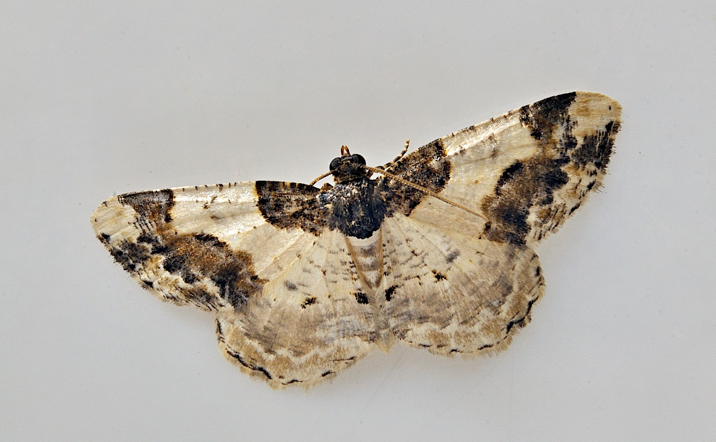 photo B034949, © Adriaan van Os, Corsavy 28-08-2017, altitudo 800 m, Ligdia adustata