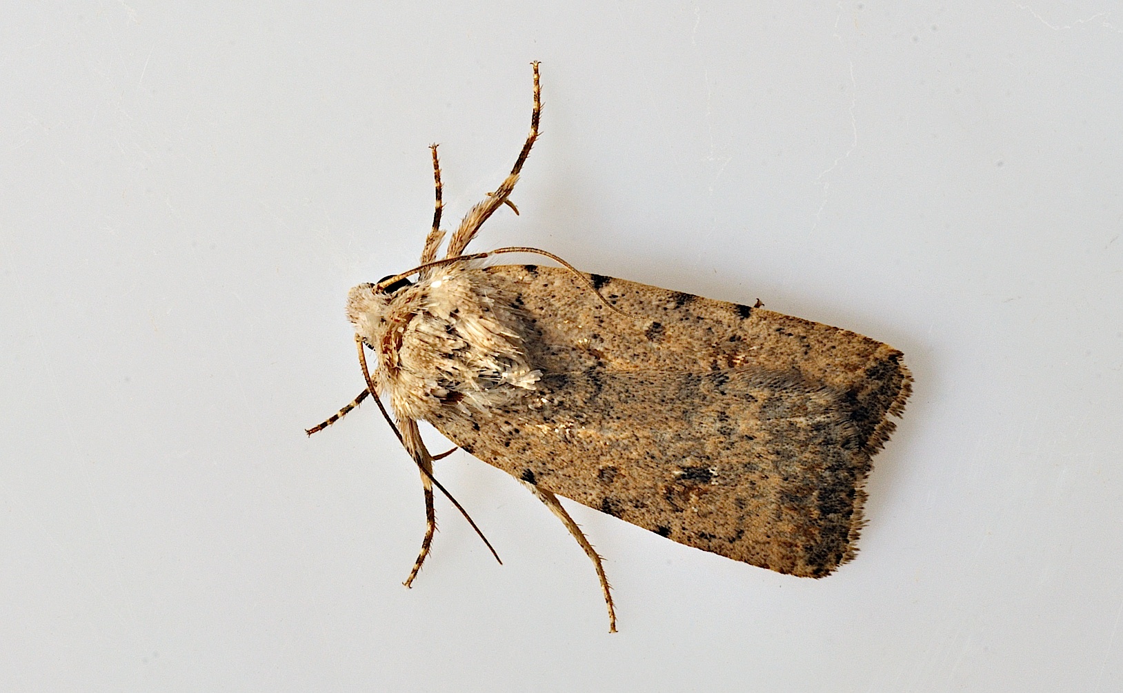 photo B034982, © Adriaan van Os, Corsavy 28-08-2017, altitudo 800 m, Caradrina clavipalpis