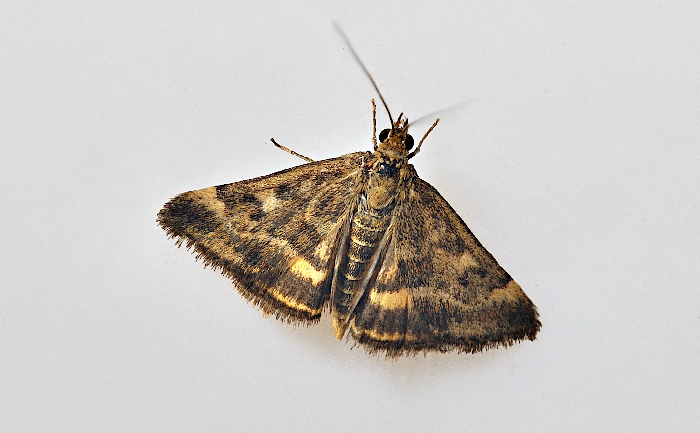 Foto B035031, © Adriaan van Os, Corsavy 28-08-2017, H�he 800 m, Pyrausta despicata