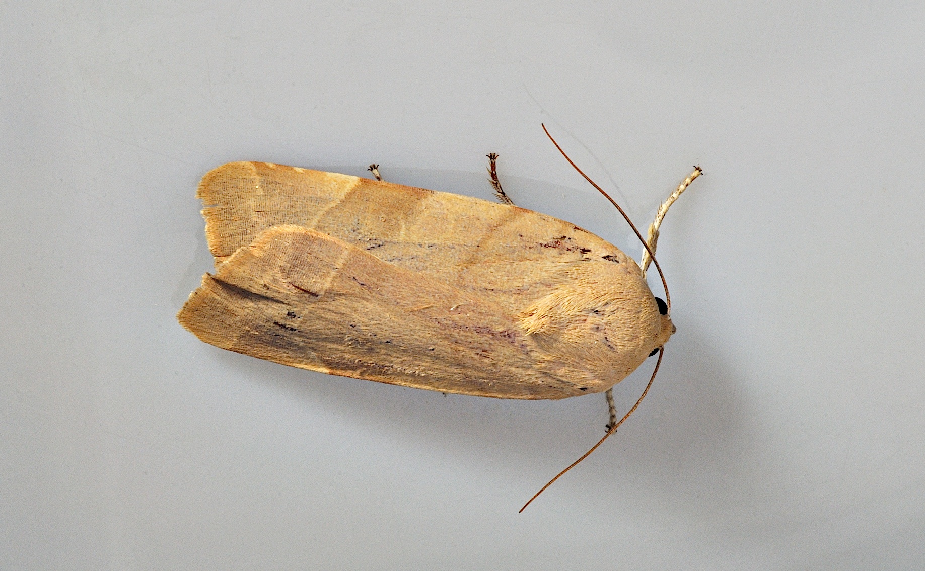 photo B035161, © Adriaan van Os, Corsavy 30-08-2017, altitude 800 m, ♀ Noctua fimbriata ou Noctua tirrenica