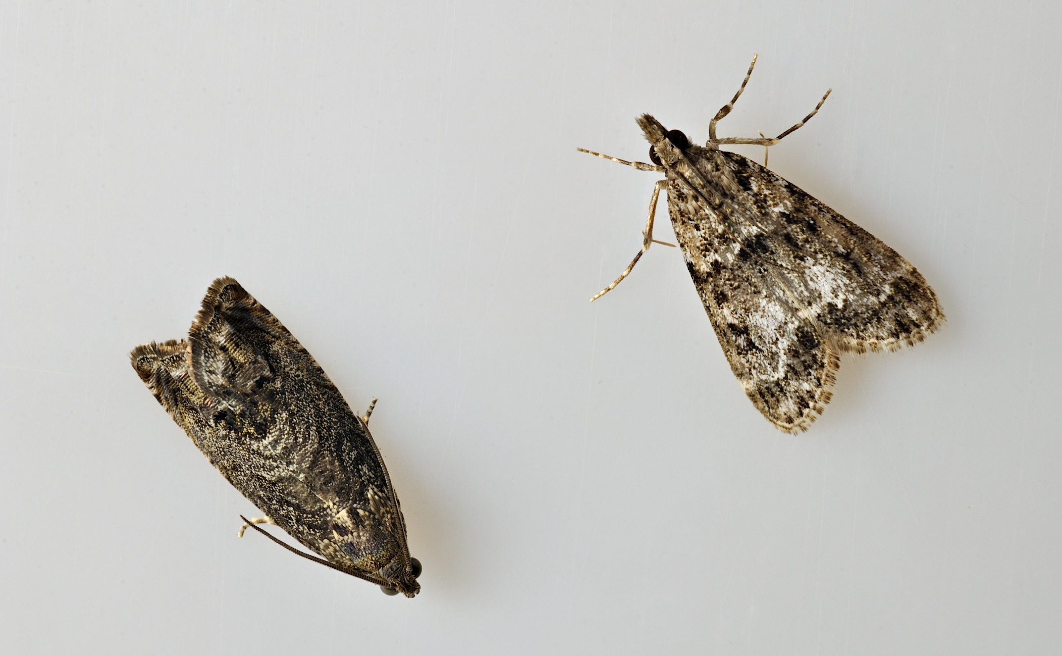 Foto B035180, © Adriaan van Os, Corsavy 30-08-2017, H�he 800 m, Cydia fagiglandana oder Cydia splendana (links) mit Eudonia mercurella (rechts)