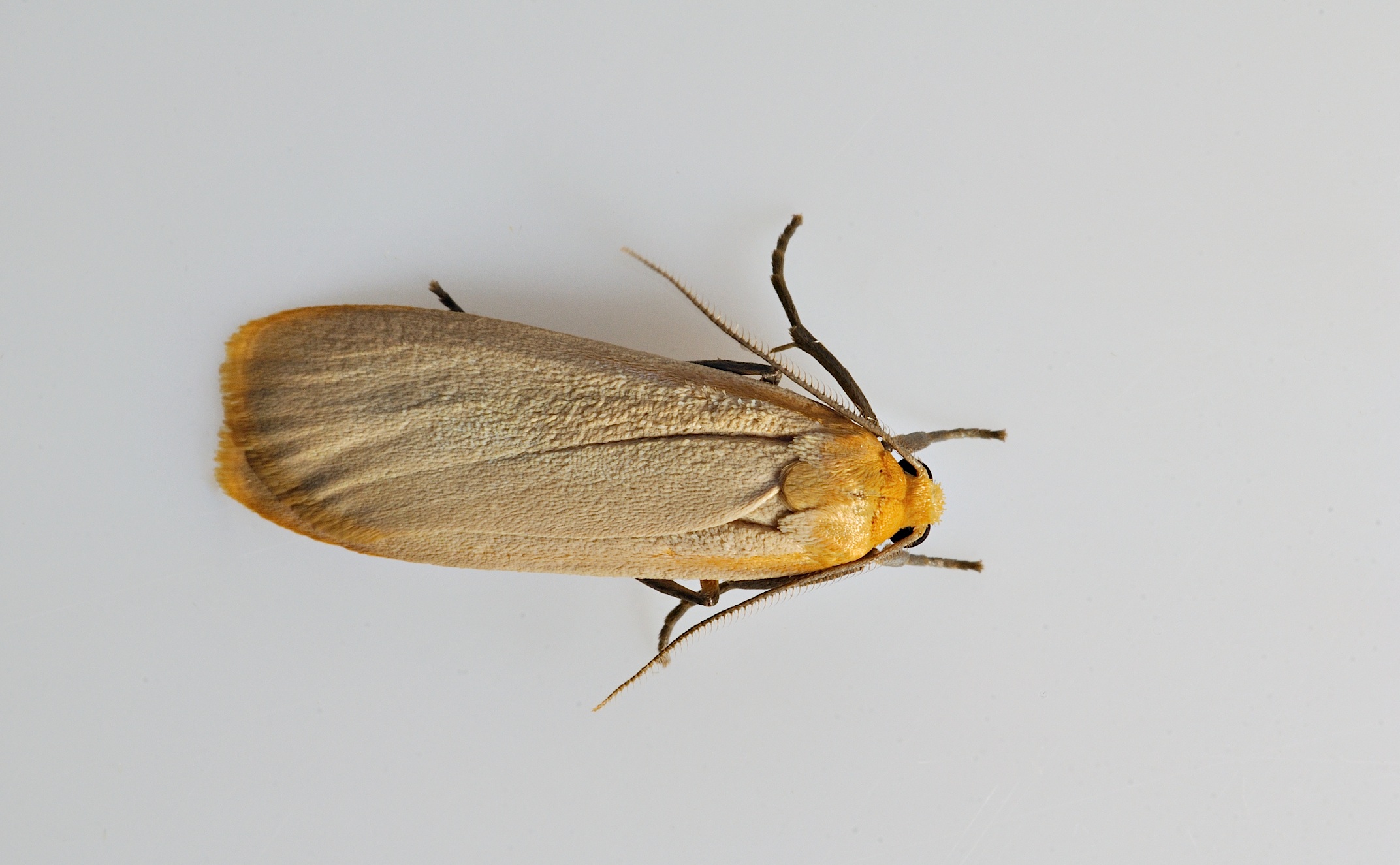 foto B035233, © Adriaan van Os, Corsavy 30-08-2017, altitud 800 m, Eilema depressa