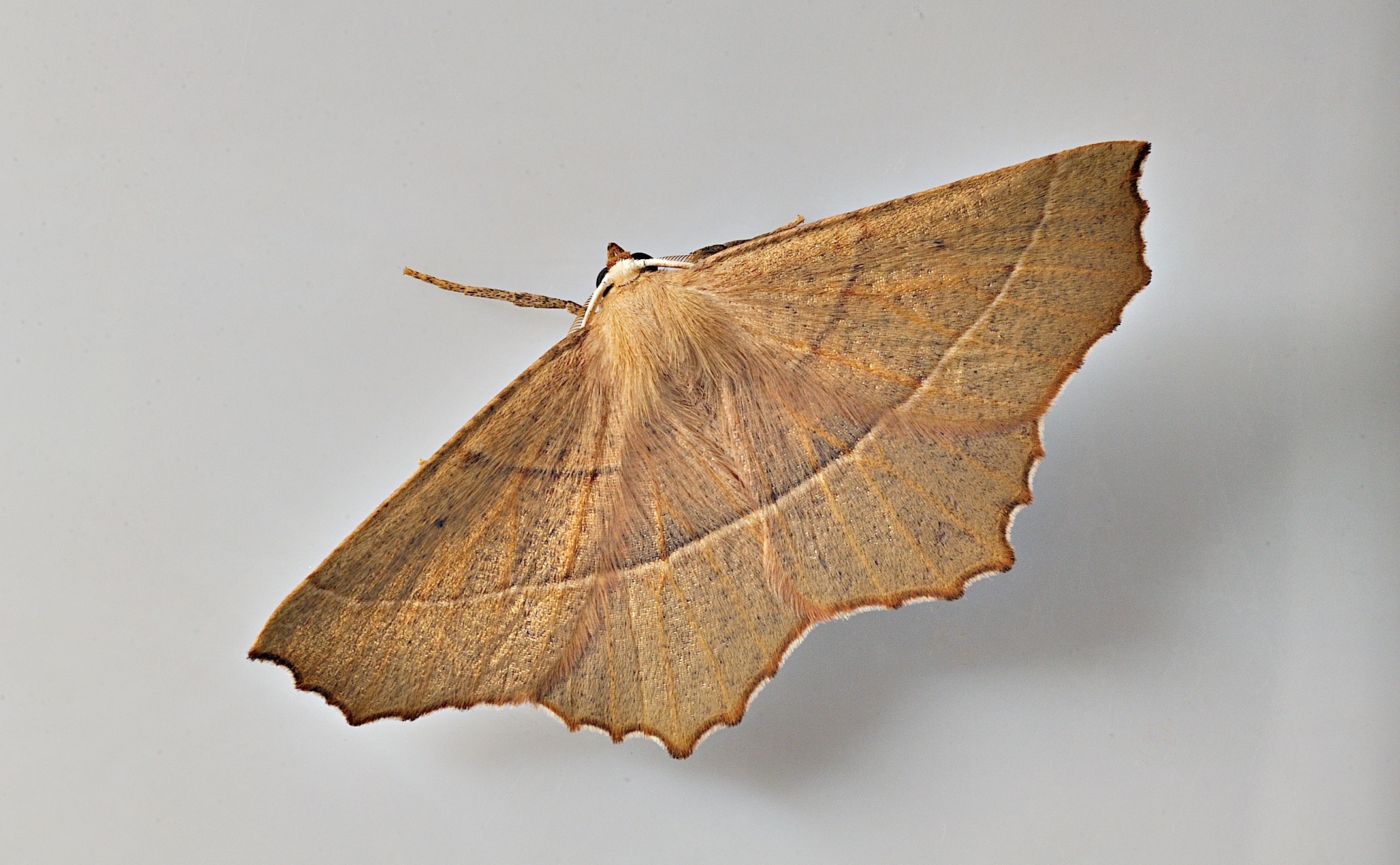 Foto B035239, © Adriaan van Os, Corsavy 30-08-2017, H�he 800 m, Campaea honoraria