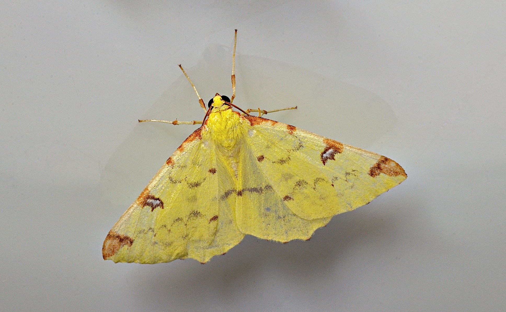 photo B035316, © Adriaan van Os, Corsavy 30-08-2017, altitudo 800 m, Opisthograptis luteolata