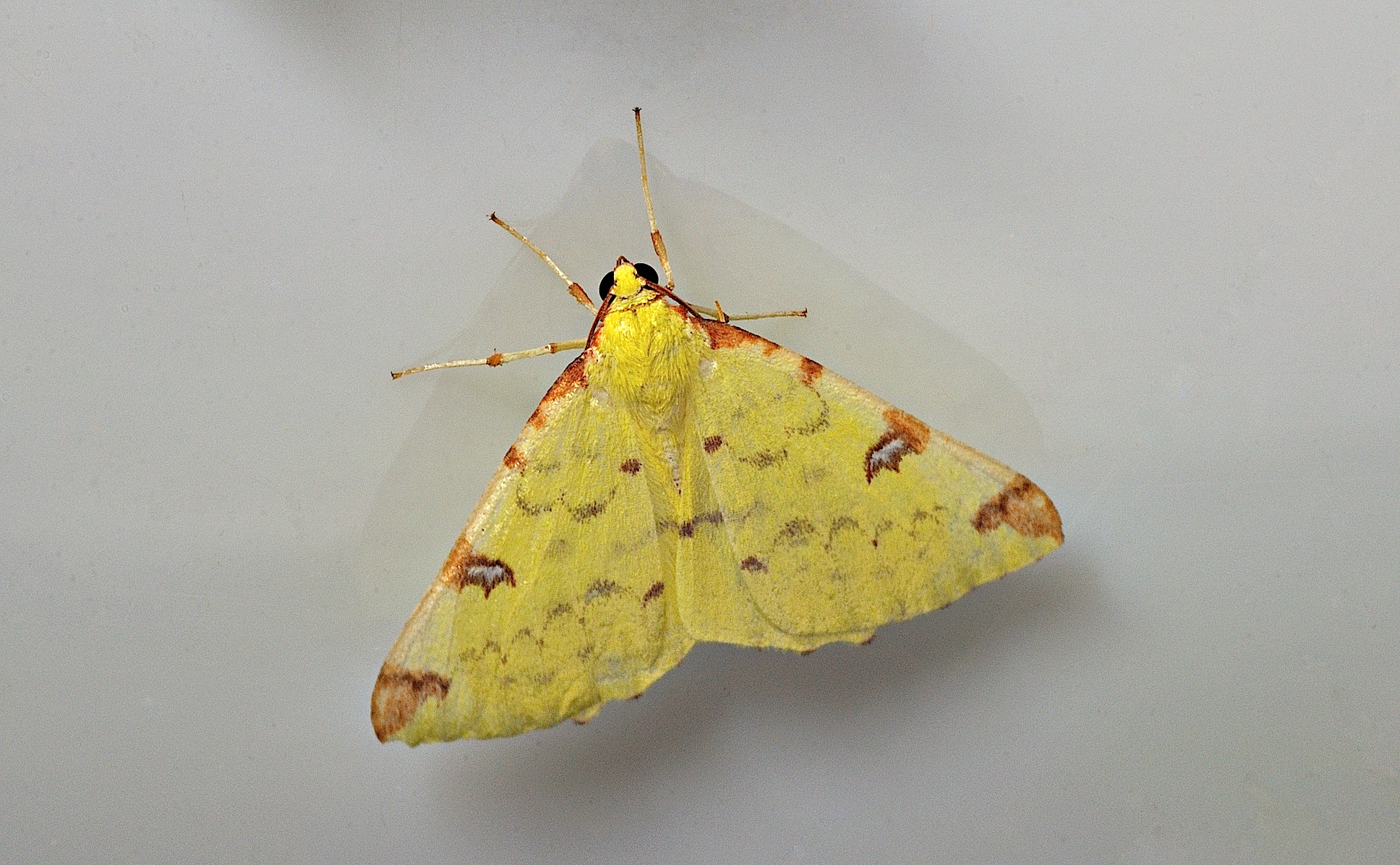 photo B035318, © Adriaan van Os, Corsavy 30-08-2017, altitudo 800 m, Opisthograptis luteolata