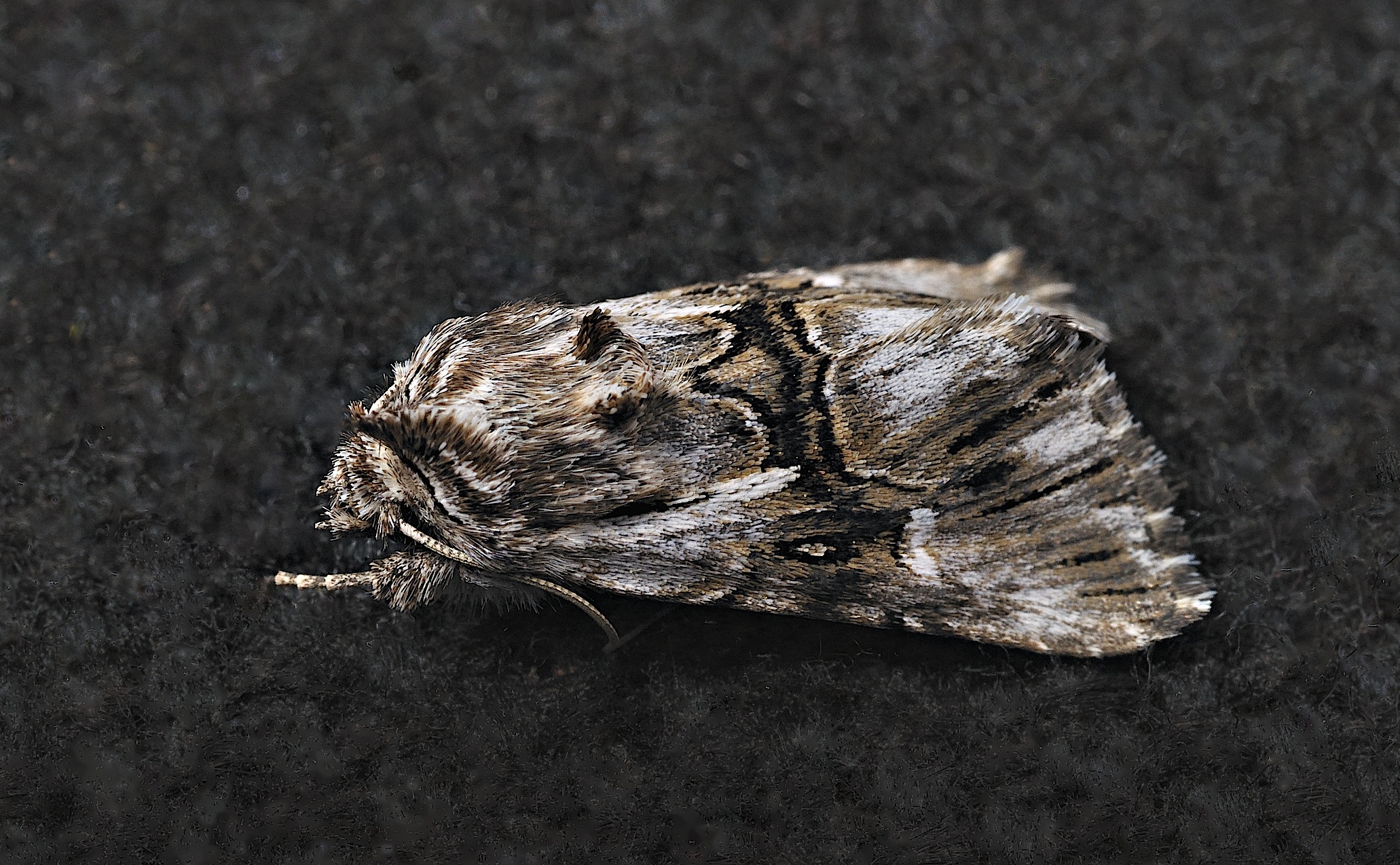 photo B035328, © Adriaan van Os, Corsavy 30-08-2017, altitude 800 m, Calophasia lunula