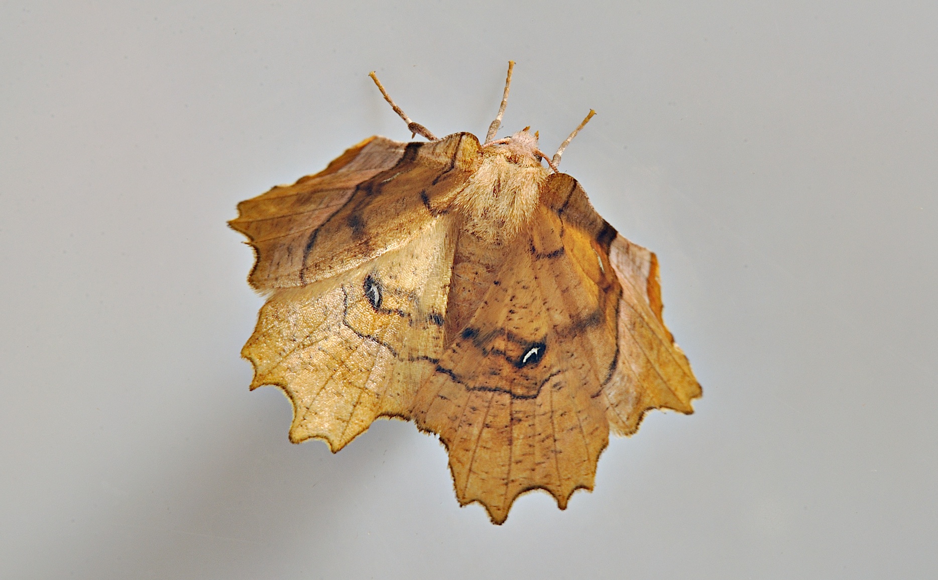 photo B035434, © Adriaan van Os, Corsavy 30-08-2017, altitude 800 m, Selenia lunularia