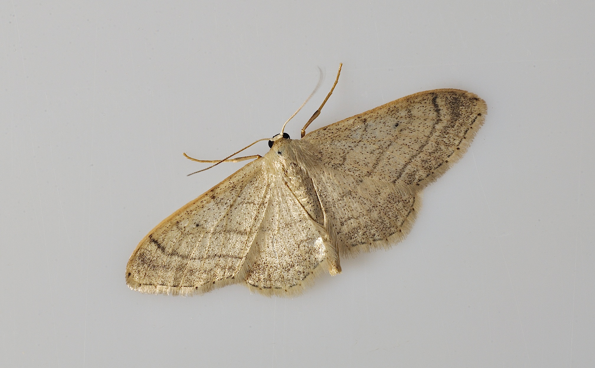 photo B035455, © Adriaan van Os, Corsavy 30-08-2017, altitude 800 m, Idaea deversaria ?