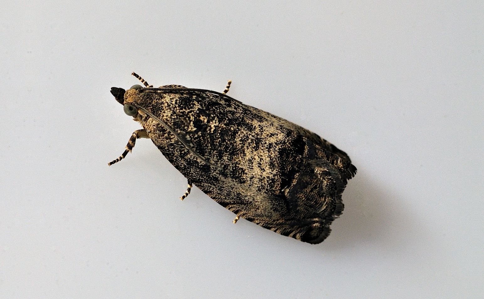 photo B035596, © Adriaan van Os, Corsavy 31-08-2017, altitudo 800 m, Cydia splendana uel Cydia fagiglandana