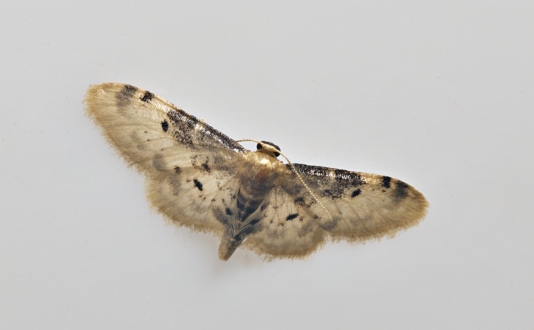 photo B035603, © Adriaan van Os, Corsavy 31-08-2017, altitude 800 m, Idaea filicata