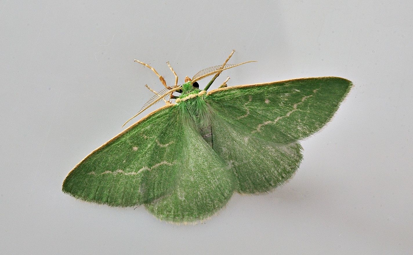 foto B035622, © Adriaan van Os, Corsavy 31-08-2017, altitud 800 m, Thetidia smaragdaria