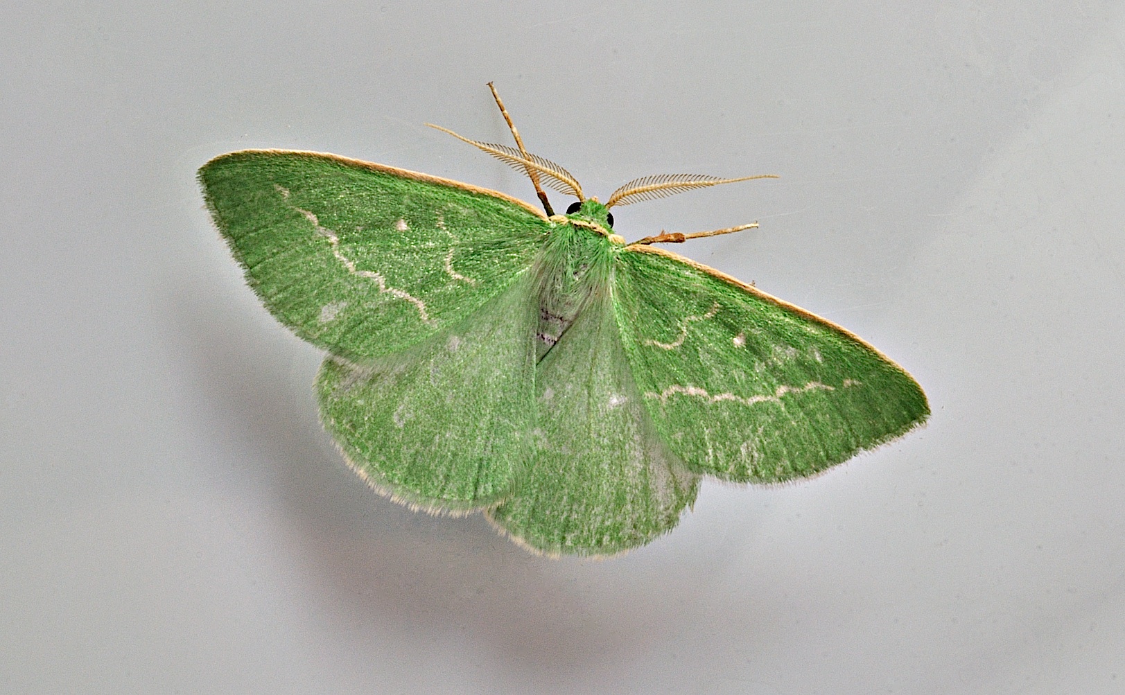 Foto B035643, © Adriaan van Os, Corsavy 31-08-2017, H�he 800 m, Thetidia smaragdaria