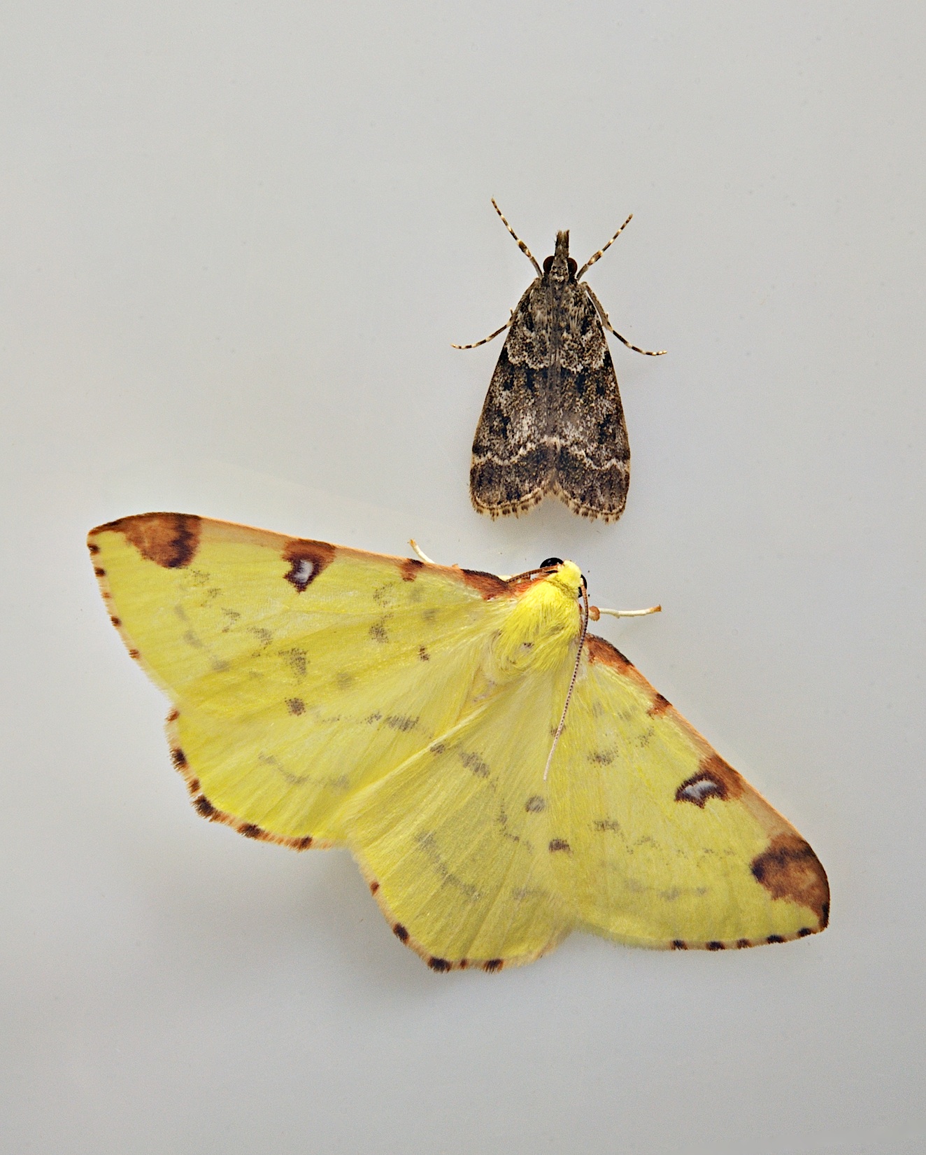 foto B035789, © Adriaan van Os, Corsavy 31-08-2017, altitud 800 m, Opisthograptis luteolata