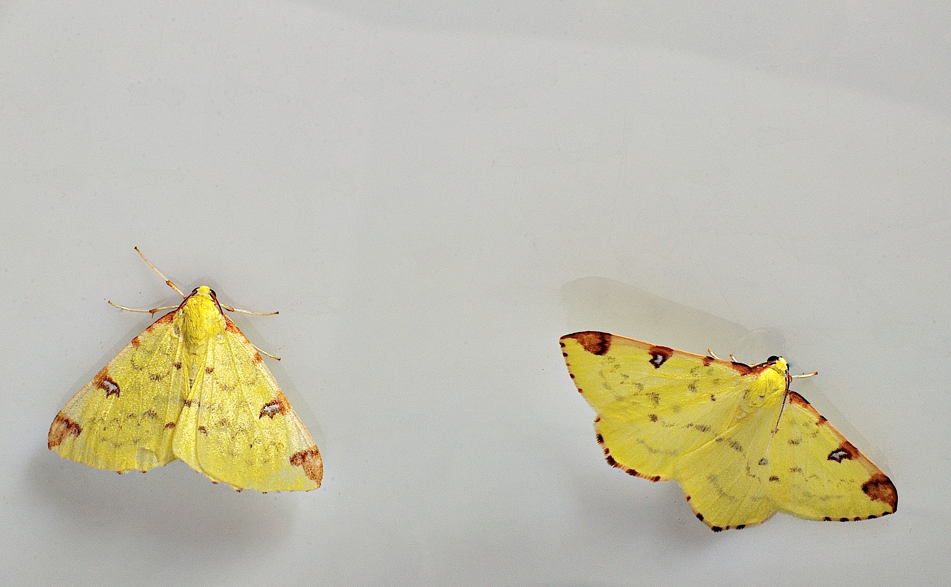 photo B035813, © Adriaan van Os, Corsavy 31-08-2017, altitudo 800 m, Opisthograptis luteolata