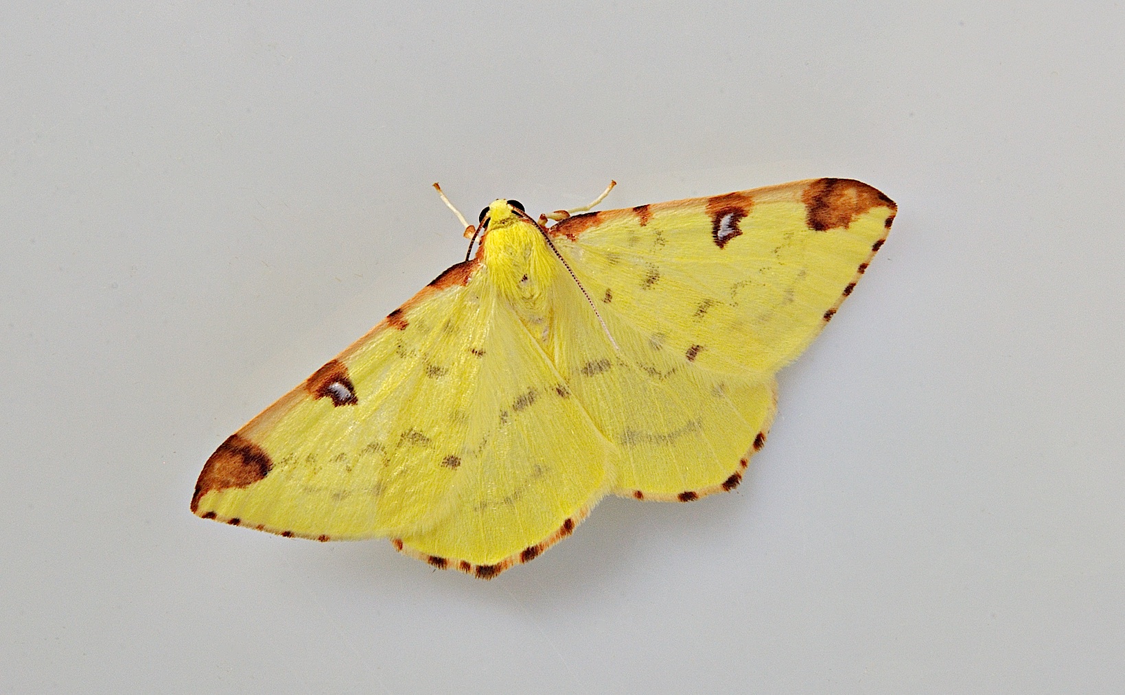 photo B035828, © Adriaan van Os, Corsavy 31-08-2017, altitudo 800 m, Opisthograptis luteolata