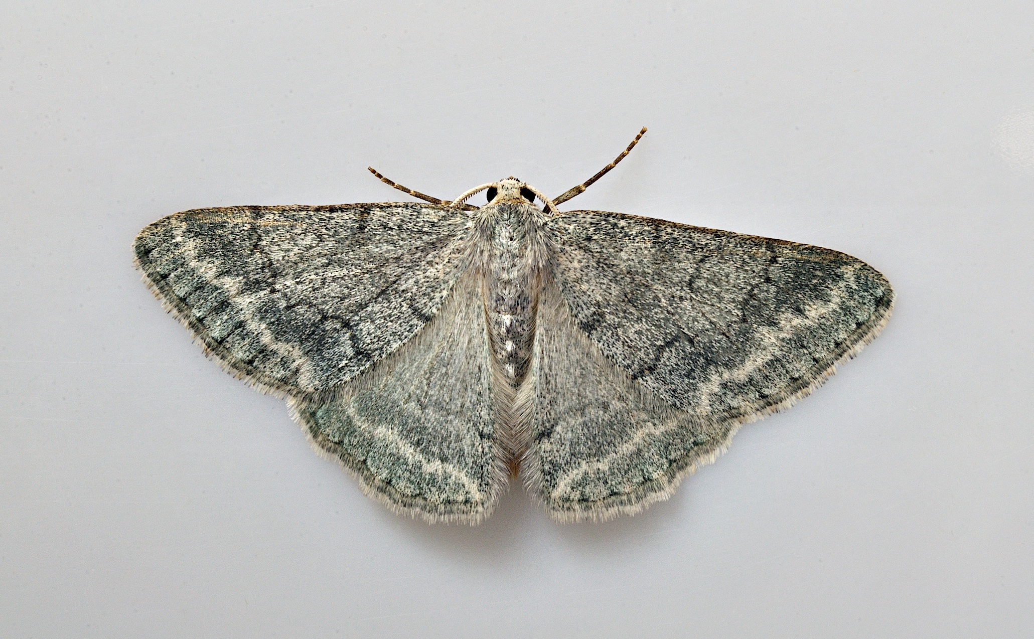 foto B035905, © Adriaan van Os, Corsavy 31-08-2017, altitud 800 m, Pseudoterpna pruinata