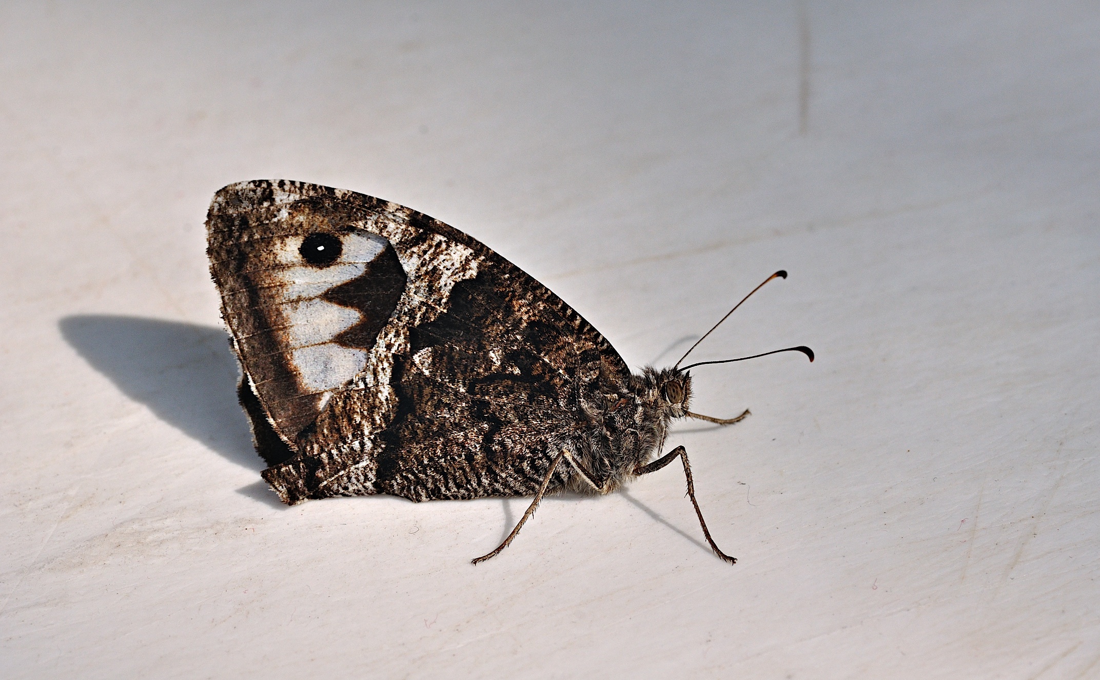 photo B036621, © Adriaan van Os, Corsavy 08-09-2017, altitude 800 m, Hipparchia fagi ?, endommag�