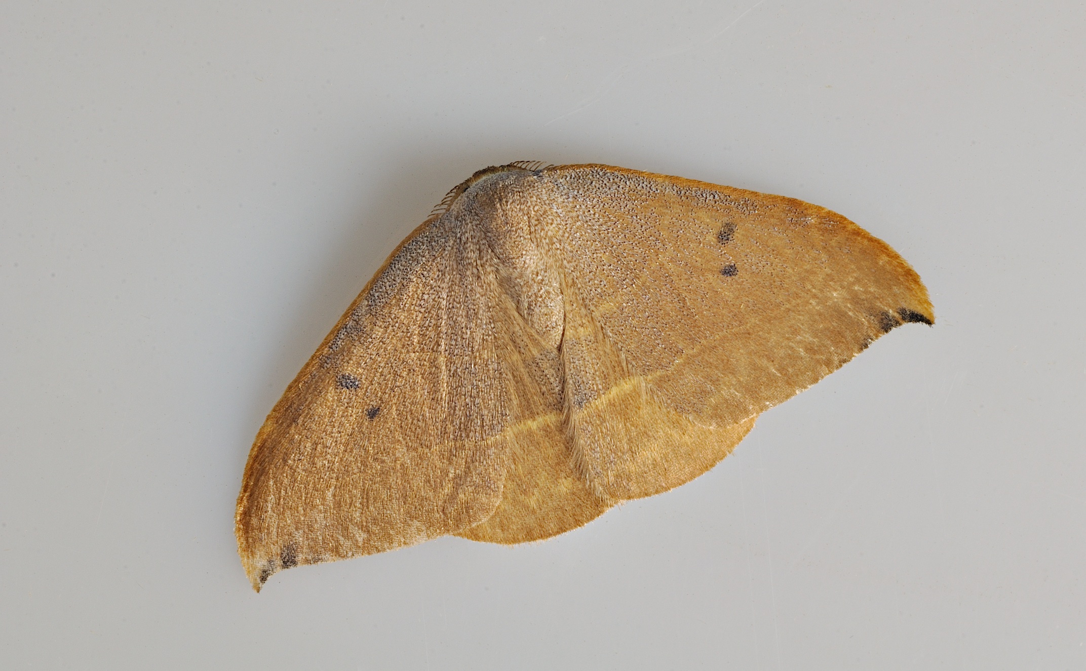 foto B036657, © Adriaan van Os, Corsavy 08-09-2017, altitud 800 m, Watsonalla uncinula o Watsonalla binaria