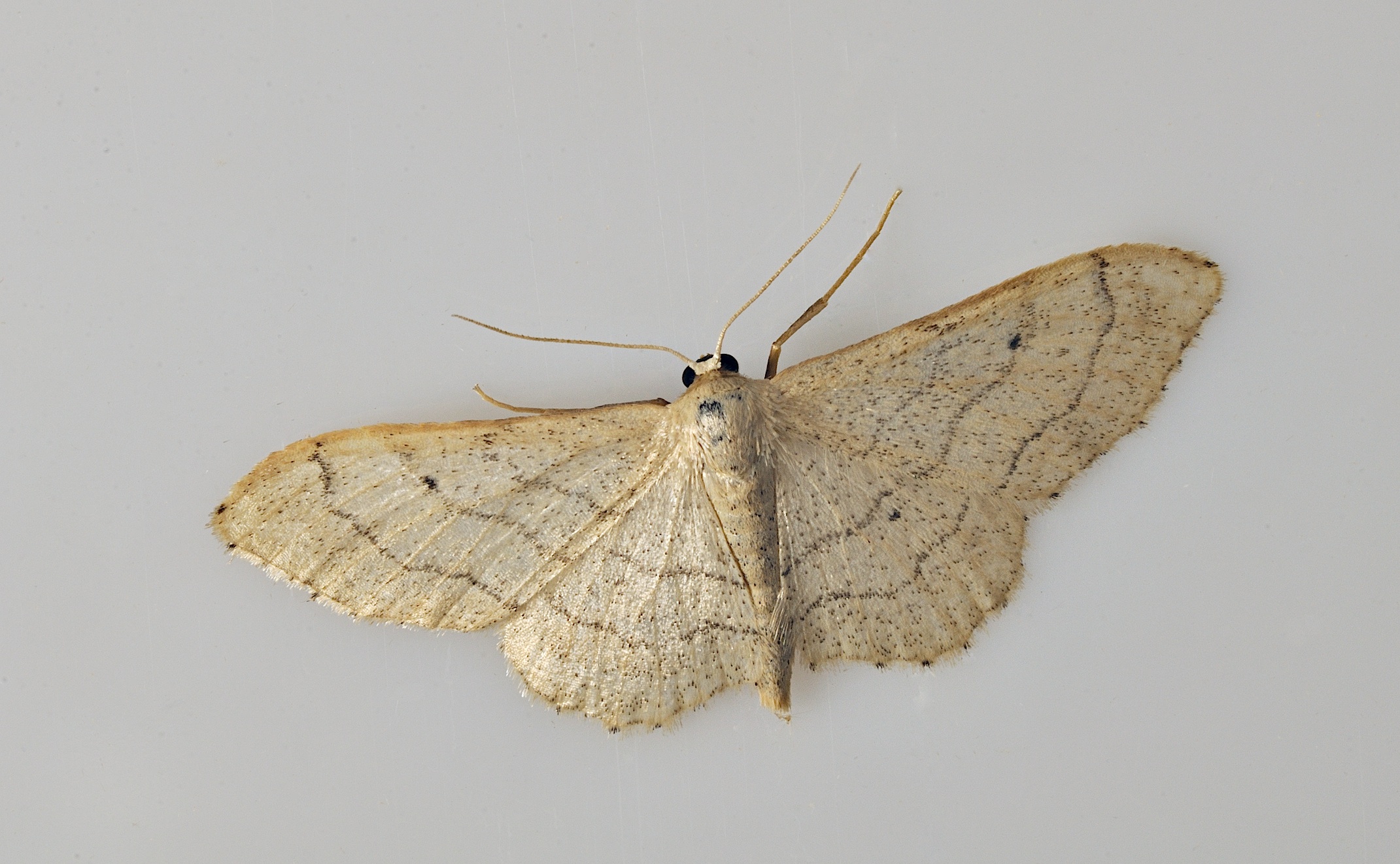 photo B036661, © Adriaan van Os, Corsavy 08-09-2017, altitudo 800 m, Idaea deversaria ?
