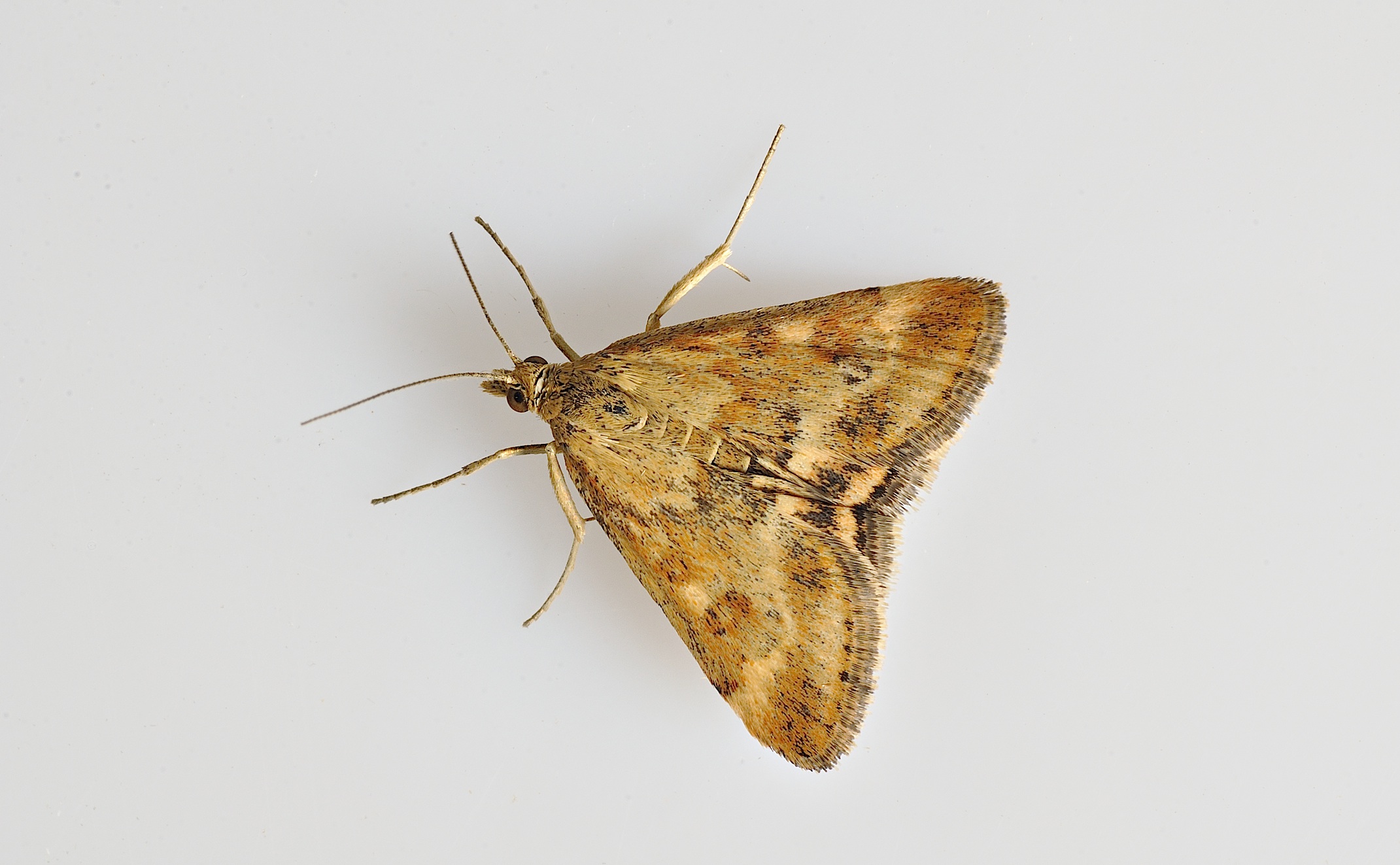 Foto B036749, © Adriaan van Os, Corsavy 08-09-2017, H�he 800 m, Pyrausta despicata