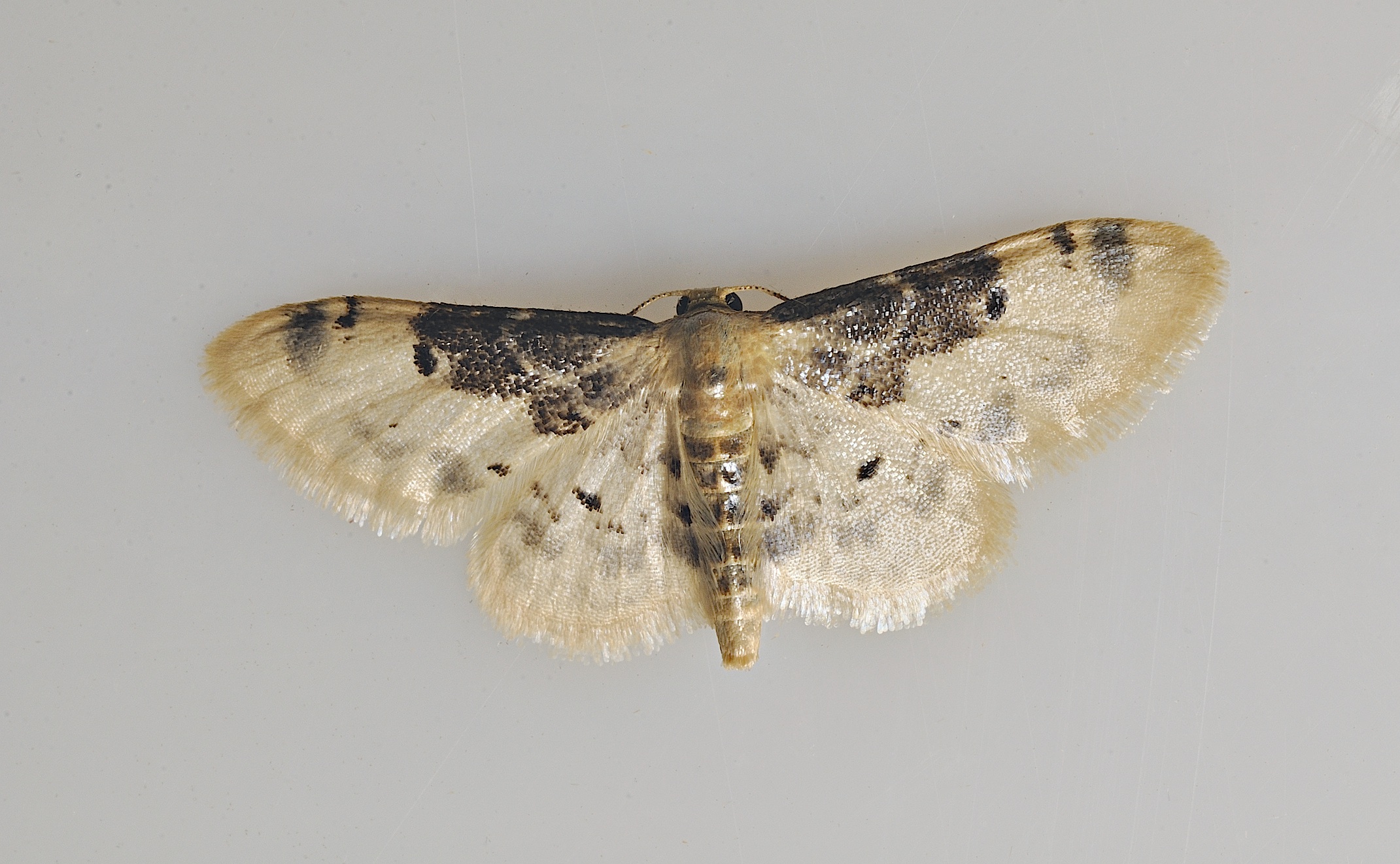 foto B036780, © Adriaan van Os, Corsavy 08-09-2017, hoogte 800 m, Idaea filicata