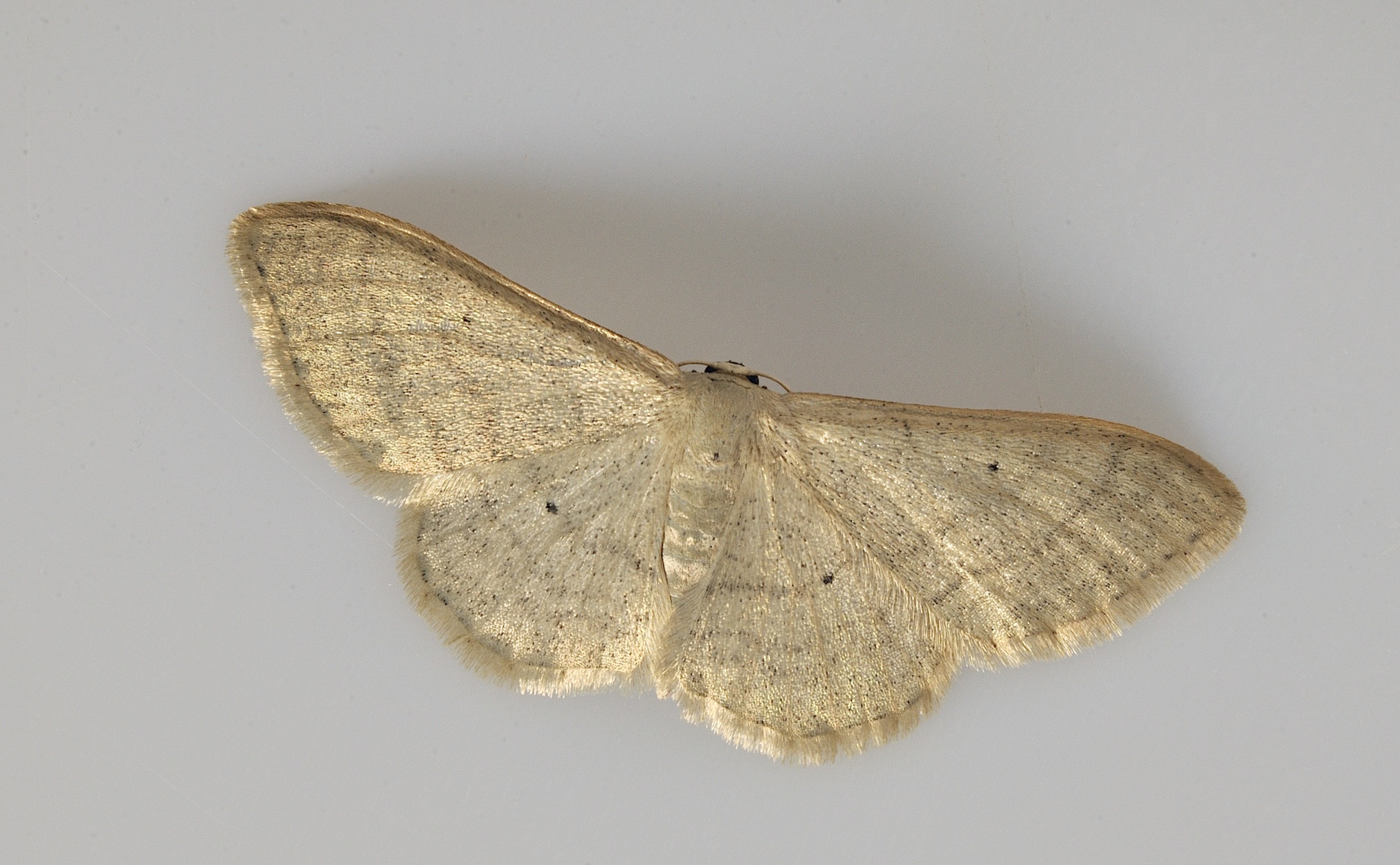 foto B036937, © Adriaan van Os, Corsavy 12-09-2017, altitud 800 m, Idaea straminata