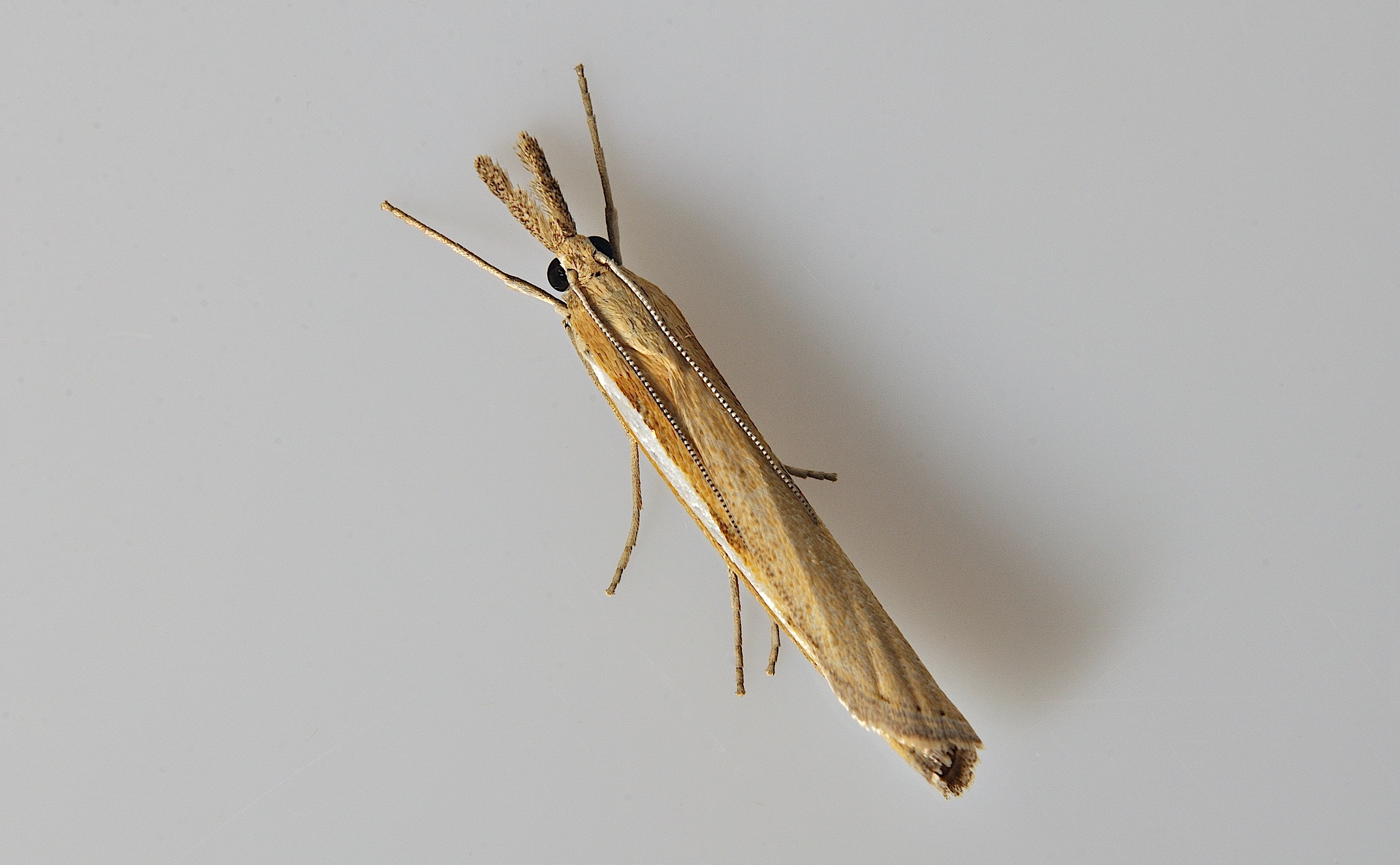 foto B036958, © Adriaan van Os, Corsavy 12-09-2017, altitud 800 m, Agriphila tristella