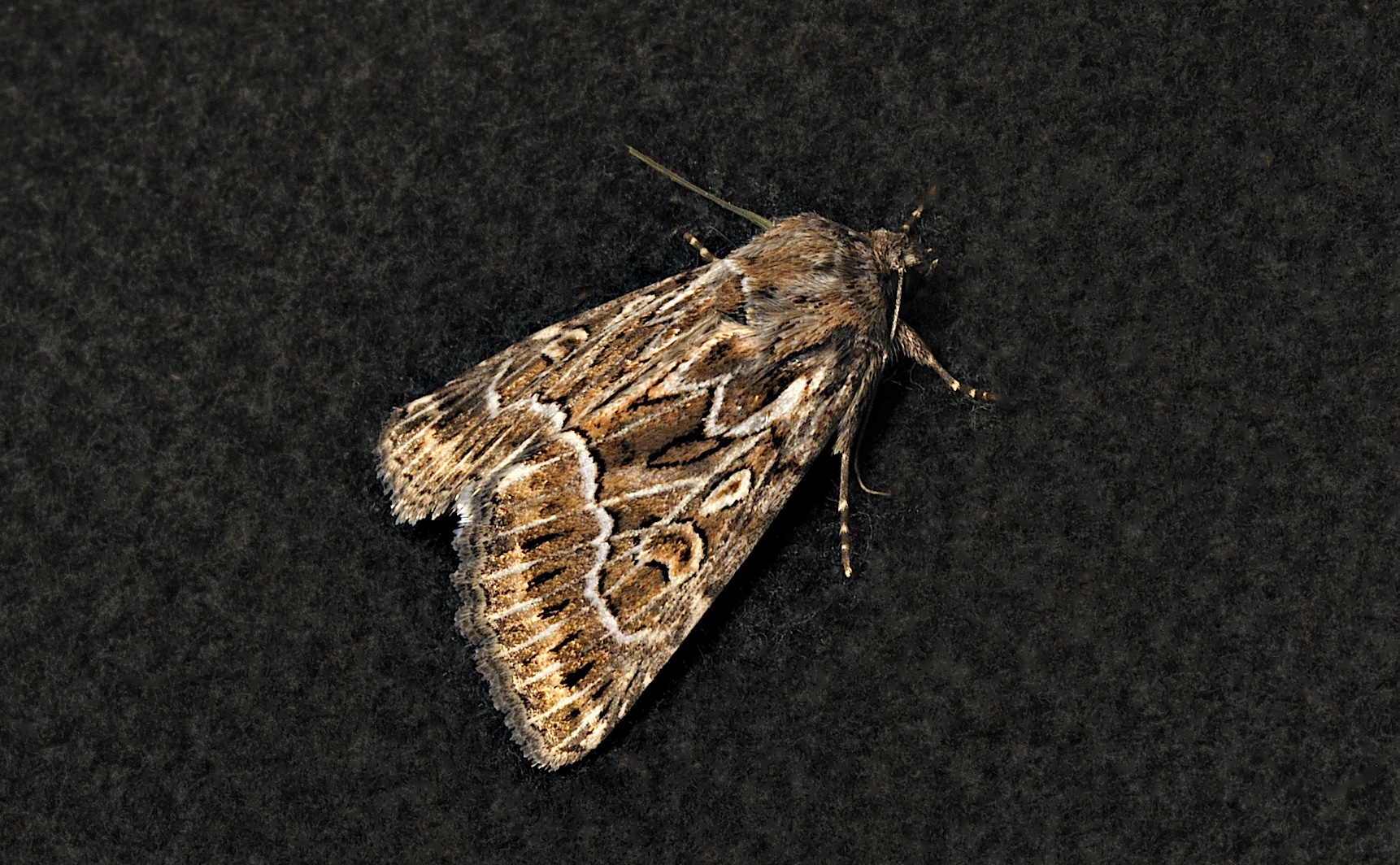 Foto B037074, © Adriaan van Os, Corsavy 12-09-2017, H�he 800 m, Thalpophila vitalba