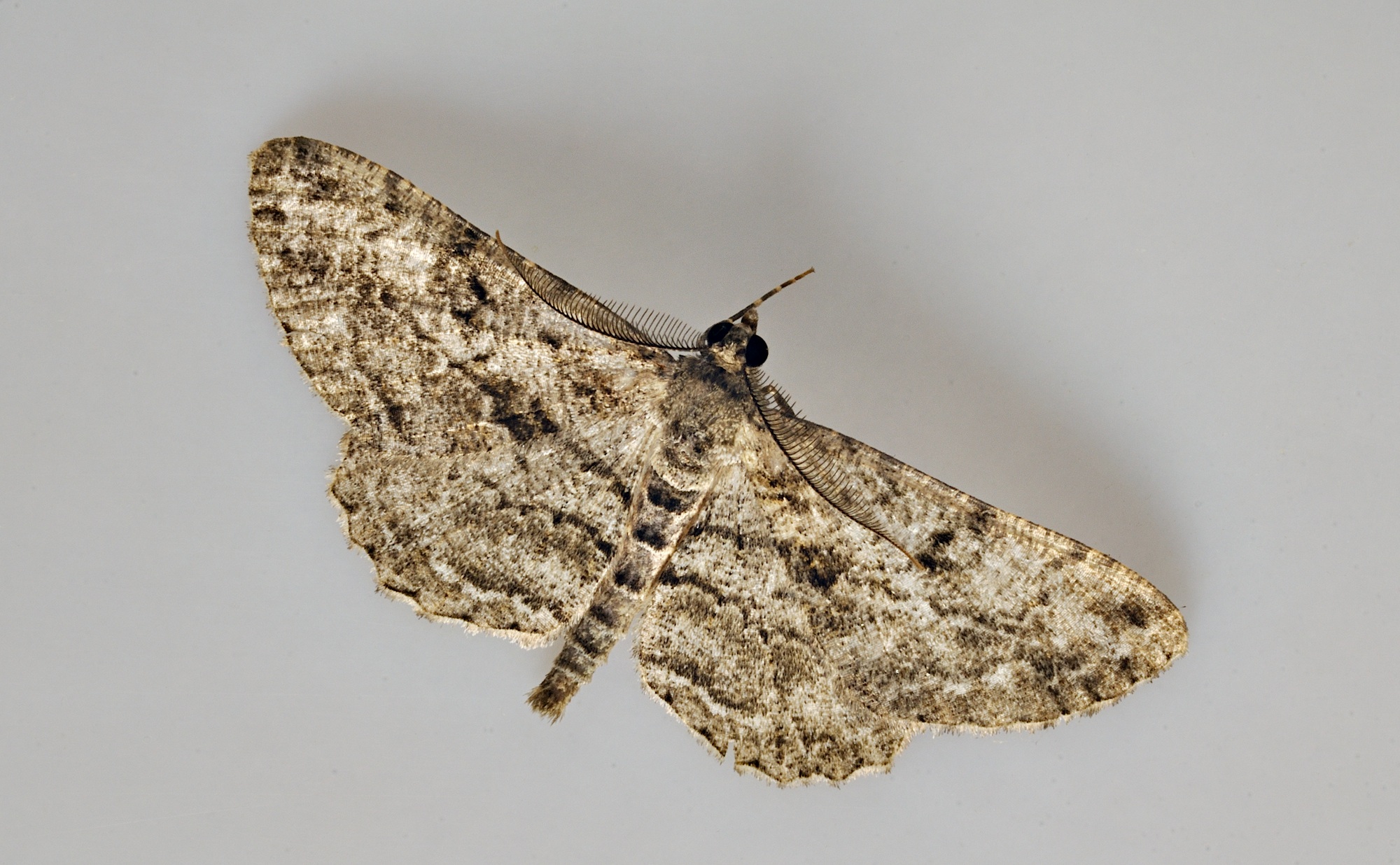 photo B037079, © Adriaan van Os, Corsavy 13-09-2017, altitude 800 m, ♂ Peribatodes rhomboidaria