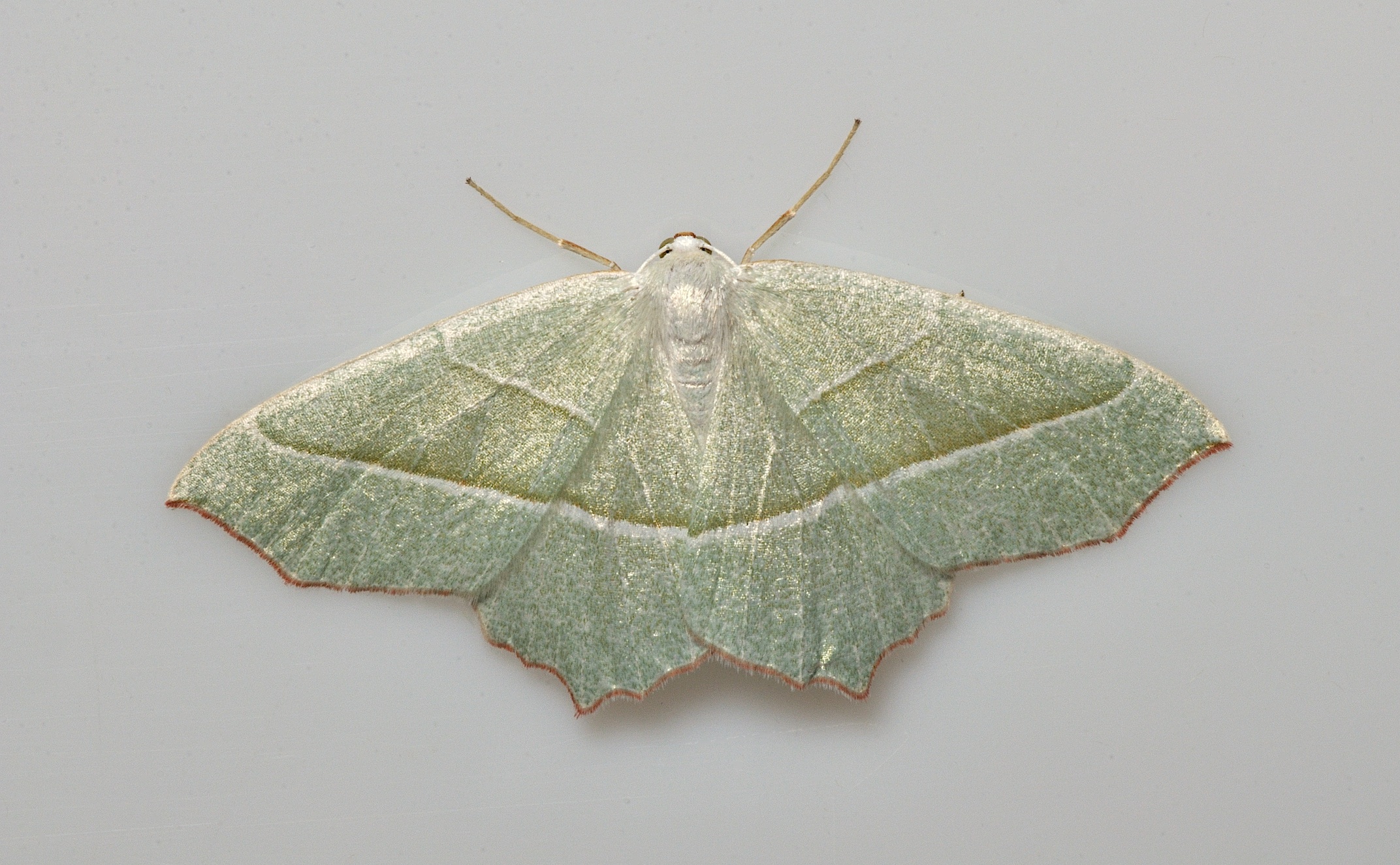 Foto B037168, © Adriaan van Os, Corsavy 13-09-2017, H�he 800 m, Campaea margaritaria