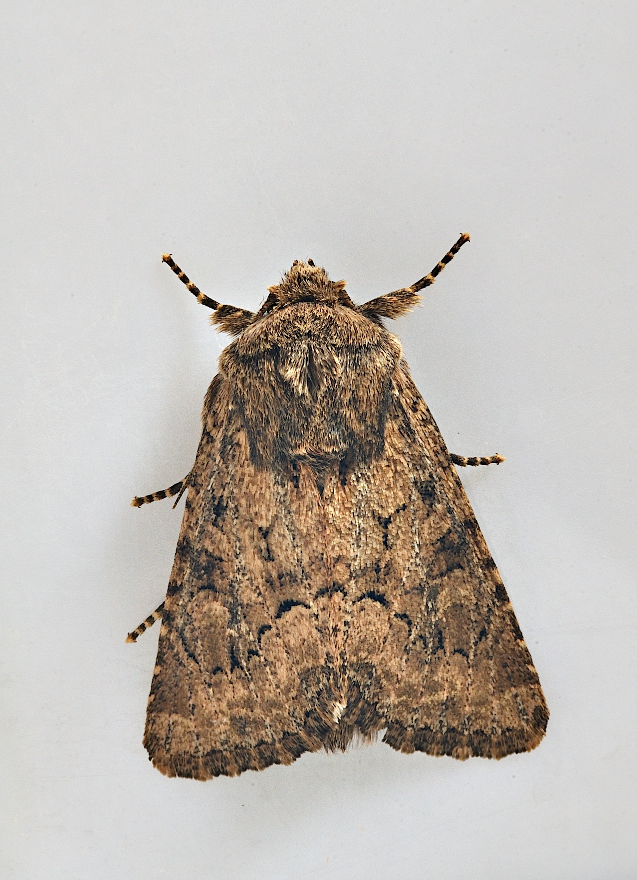 photo B037192, © Adriaan van Os, Corsavy 13-09-2017, altitude 800 m, ♀ Luperina testacea ?