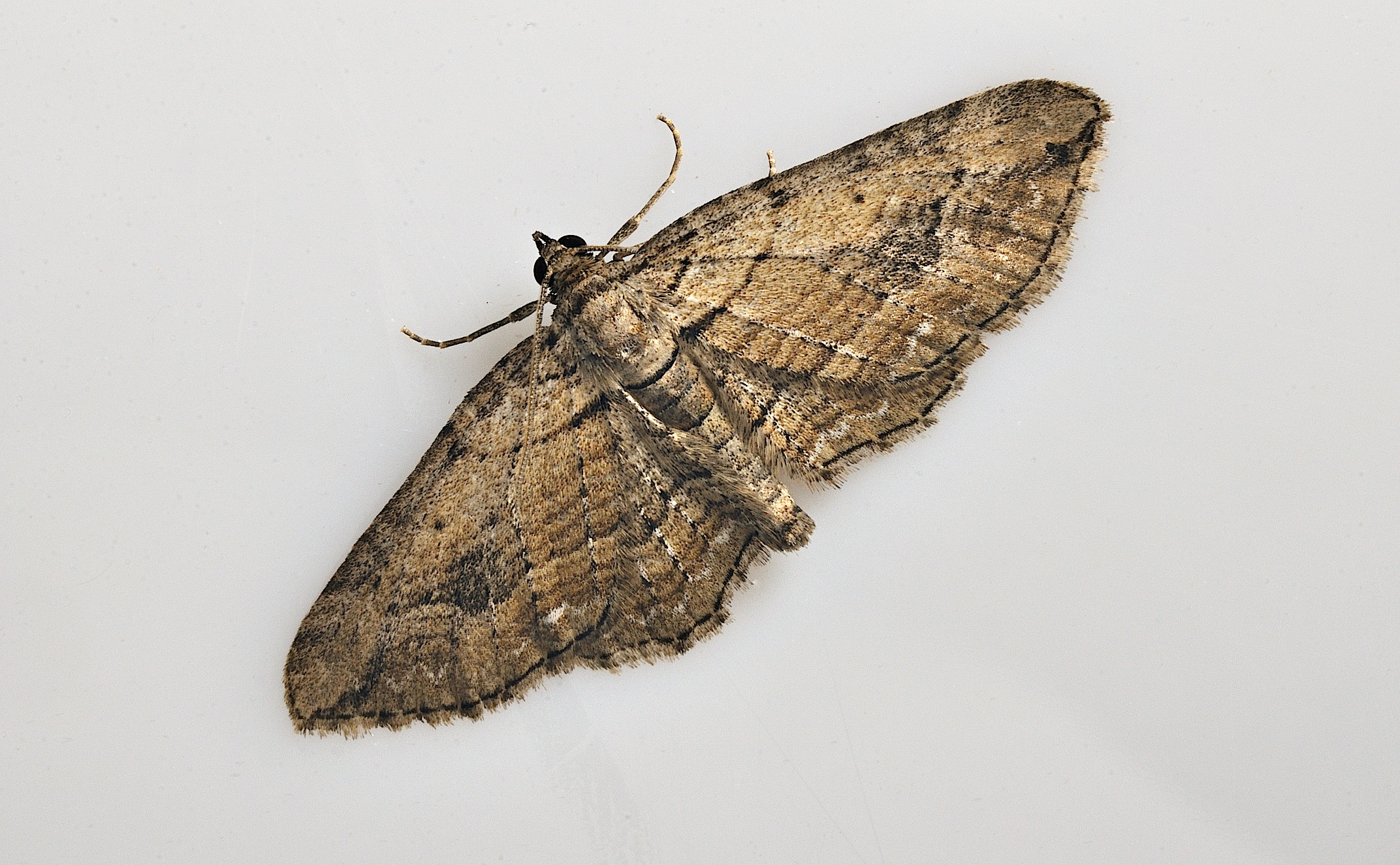 Foto B037209, © Adriaan van Os, Corsavy 13-09-2017, H�he 800 m, Horisme tersata