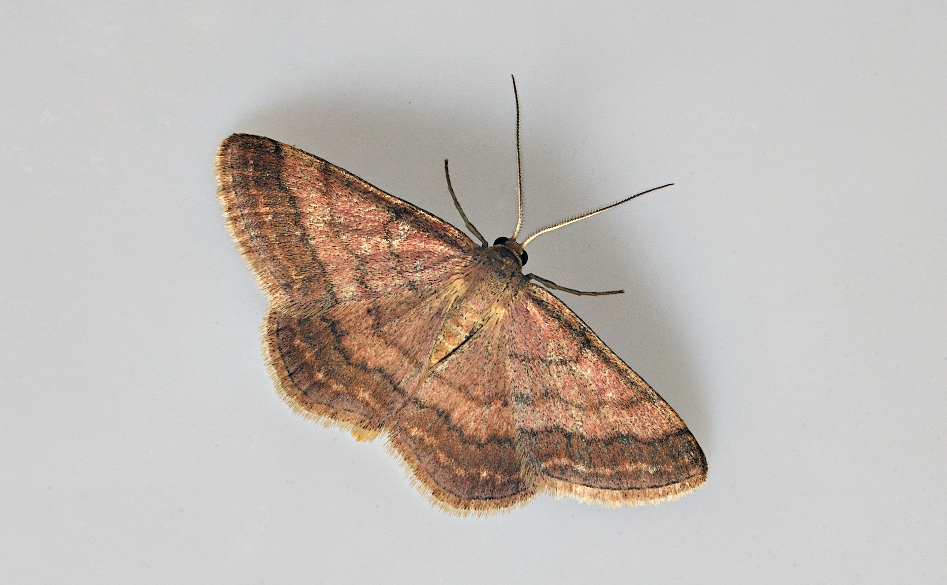 foto B037284, © Adriaan van Os, Corsavy 13-09-2017, altitud 800 m, Scopula rubiginata