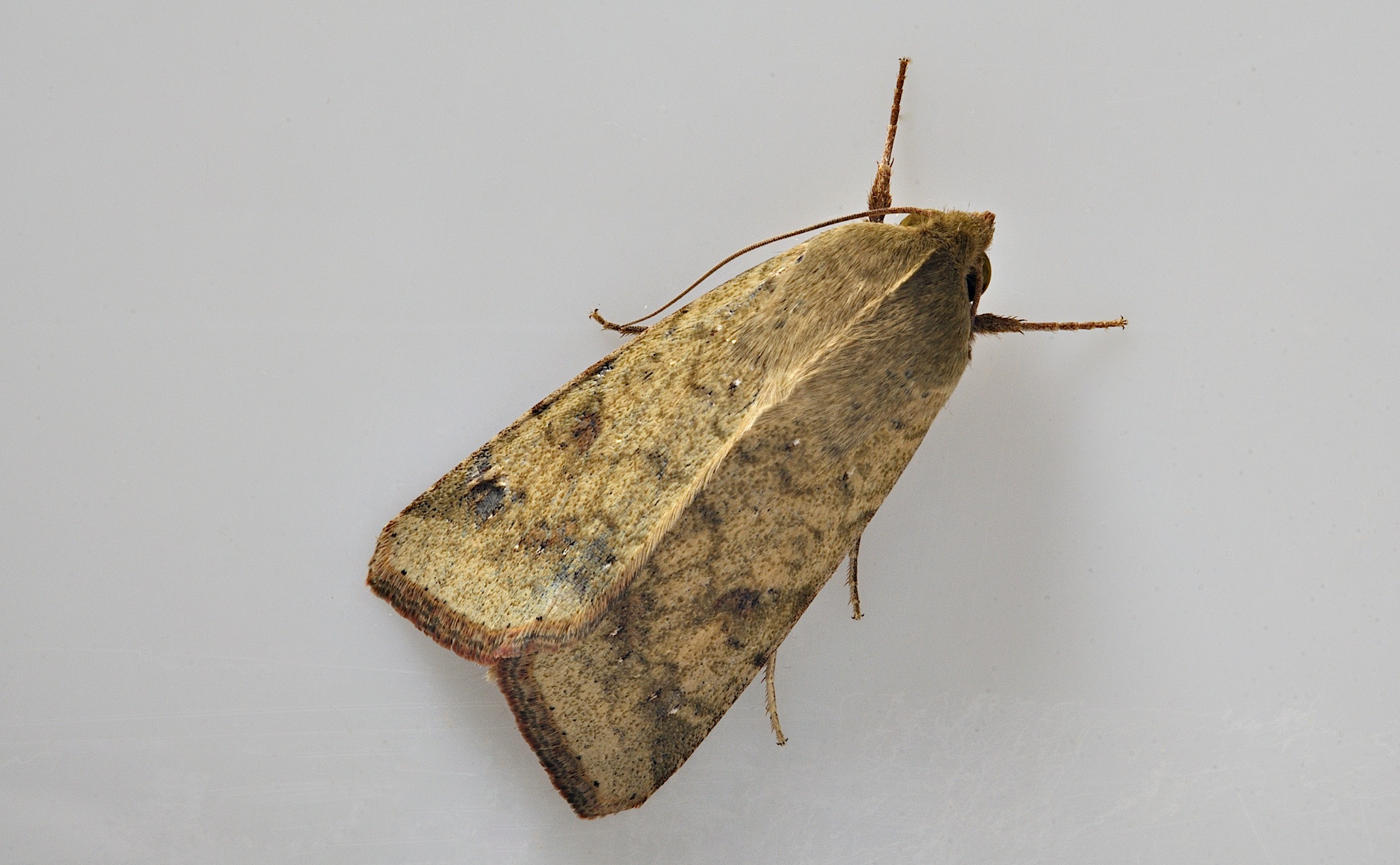 photo B037351, © Adriaan van Os, Corsavy 13-09-2017, altitude 800 m, Helicoverpa armigera