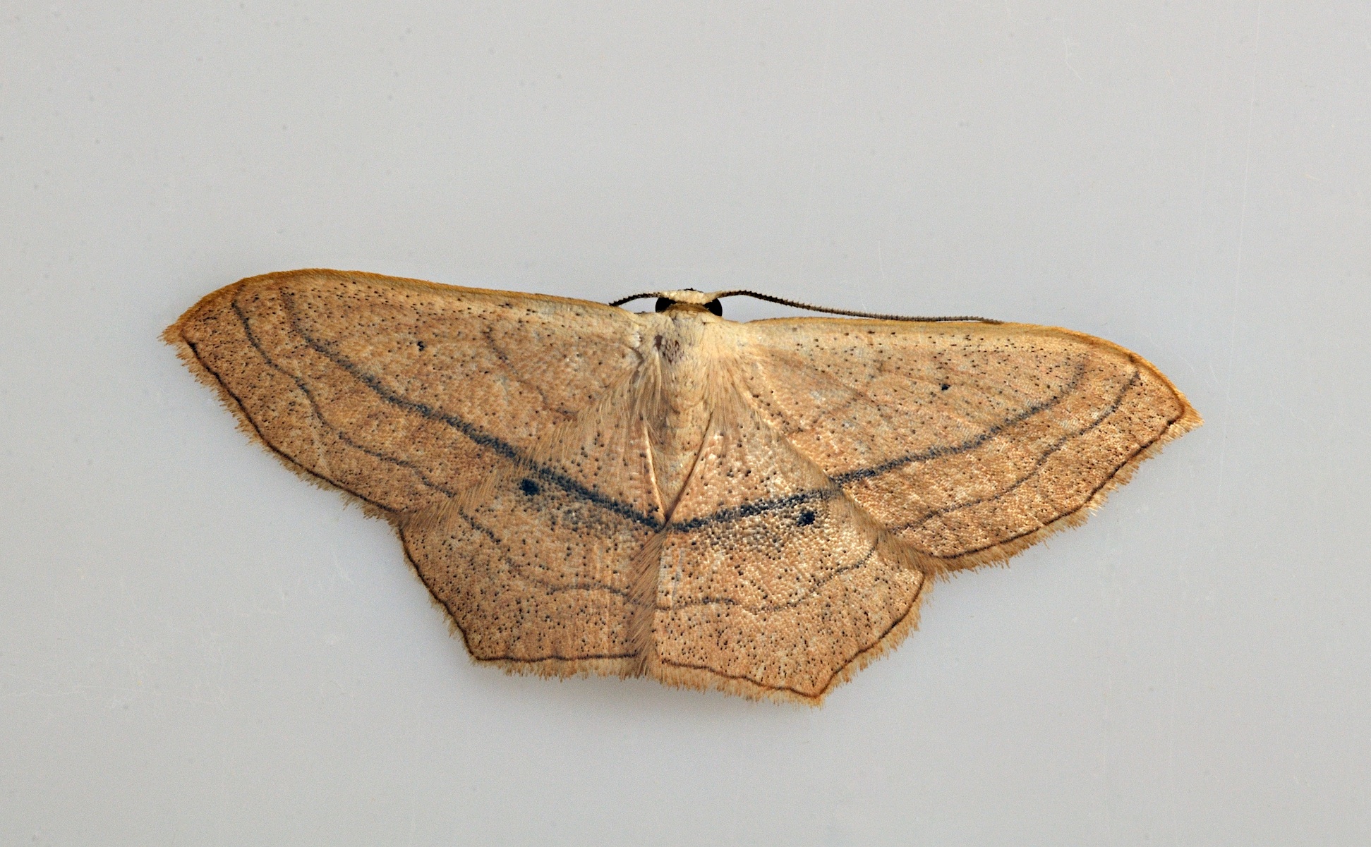 photo B037369, © Adriaan van Os, Corsavy 13-09-2017, altitudo 800 m, Scopula imitaria