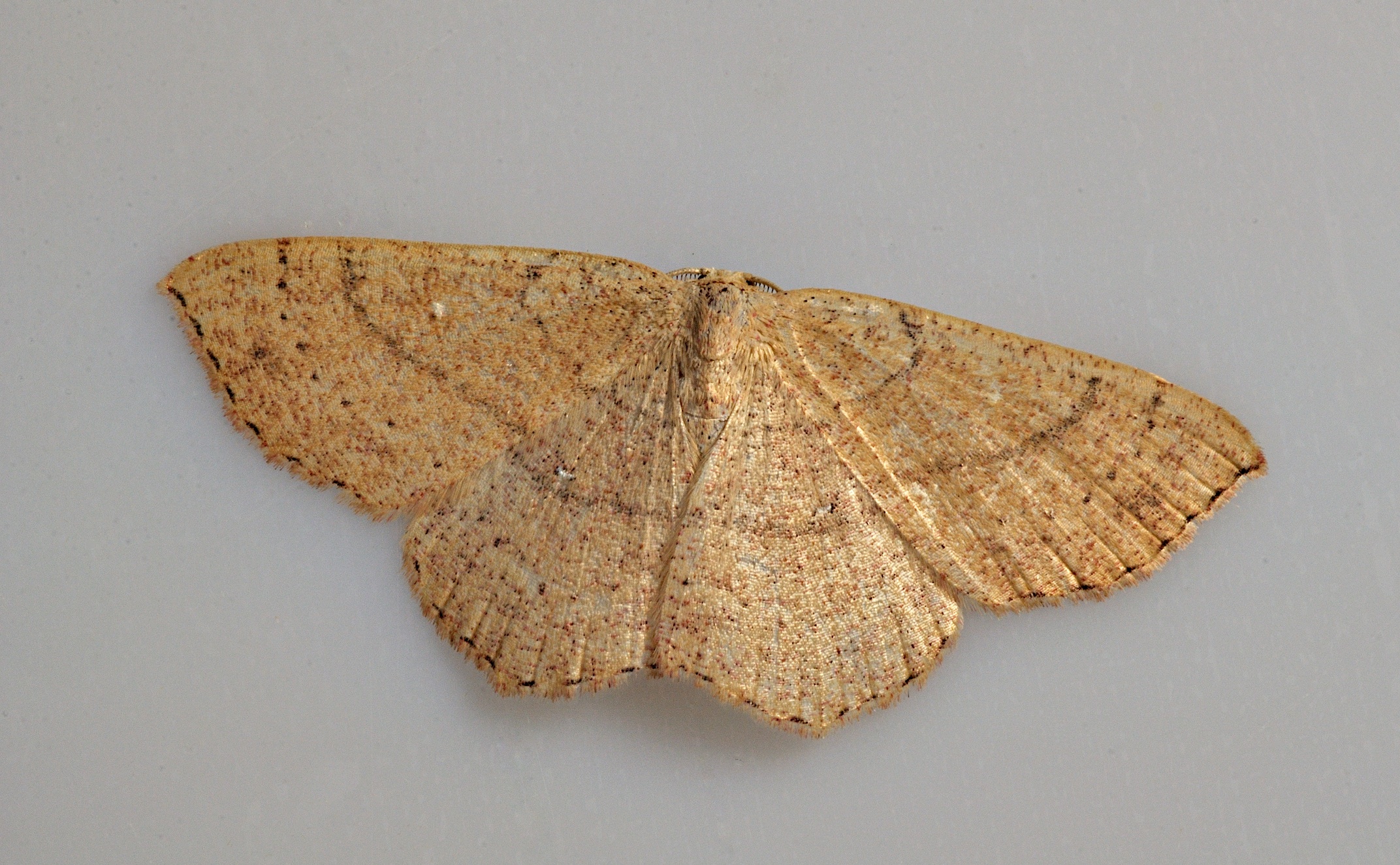 foto B037405, © Adriaan van Os, Corsavy 13-09-2017, altitud 800 m, Cyclophora ruficiliaria ?