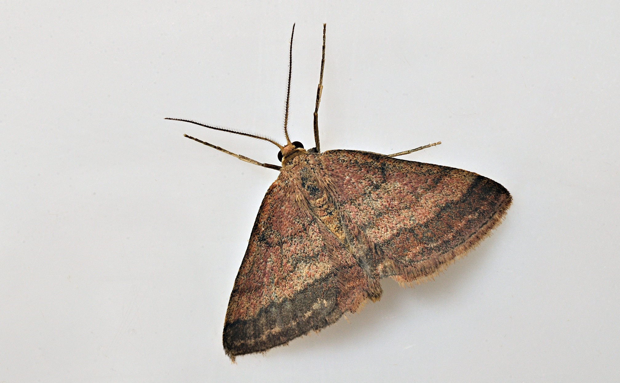 foto B037421, © Adriaan van Os, Corsavy 13-09-2017, altitud 800 m, Scopula rubiginata ?