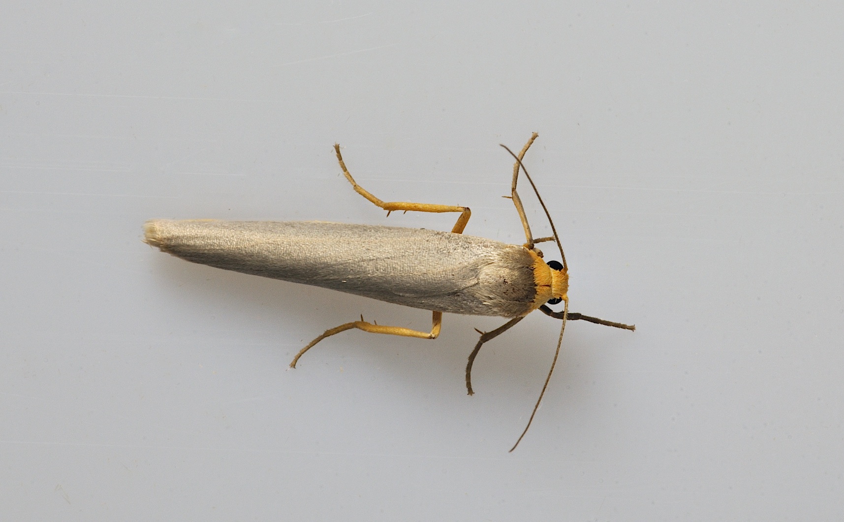 foto B037440, © Adriaan van Os, Corsavy 13-09-2017, altitud 800 m, Eilema complana o Eilema pseudocomplana