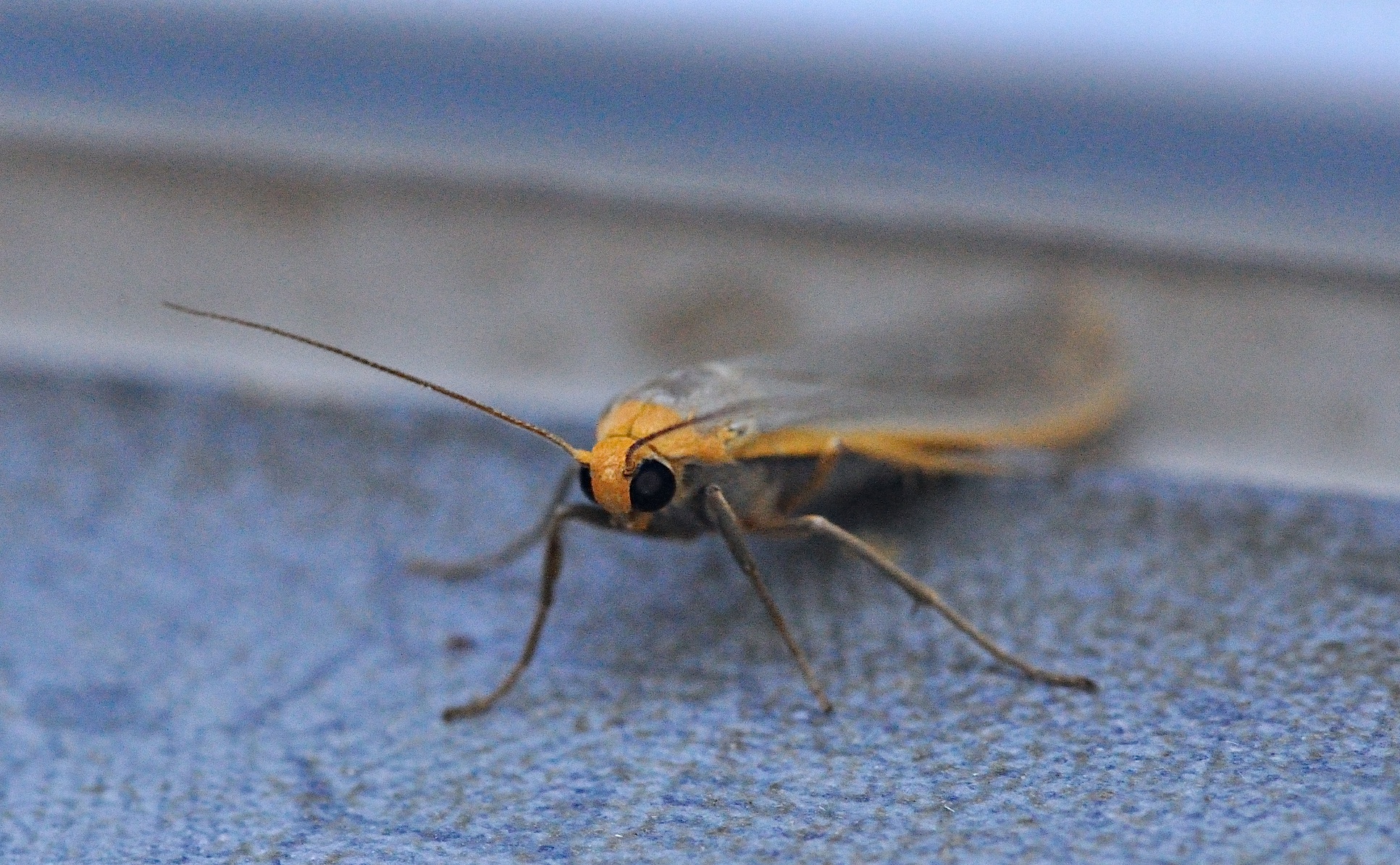 Foto B037491, © Adriaan van Os, Corsavy 19-09-2017, H�he 800 m, Eilema complana oder Eilema pseudocomplana