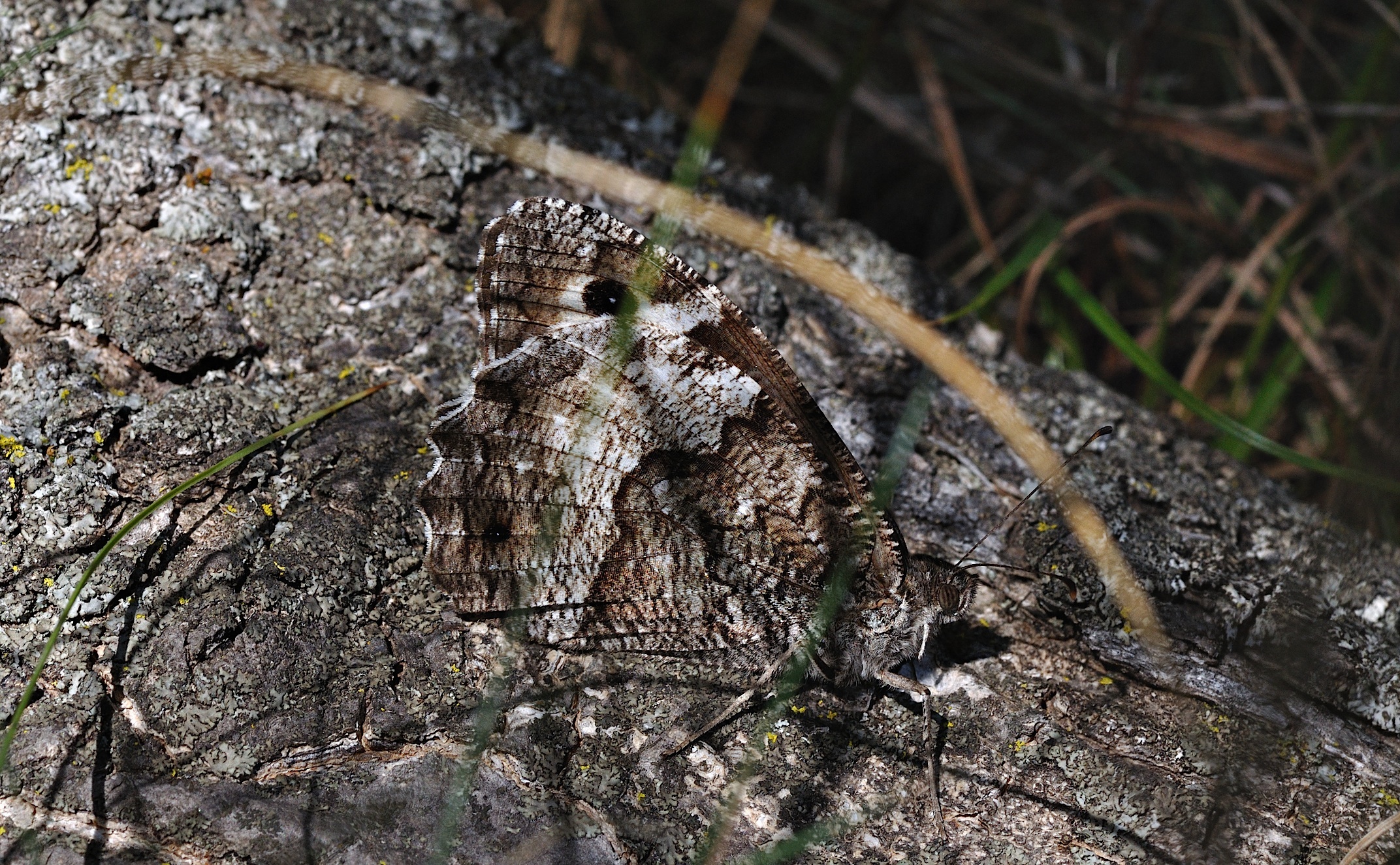 foto B037536, © Adriaan van Os, Corsavy 19-09-2017, altitud 800 m, Hipparchia fagi
