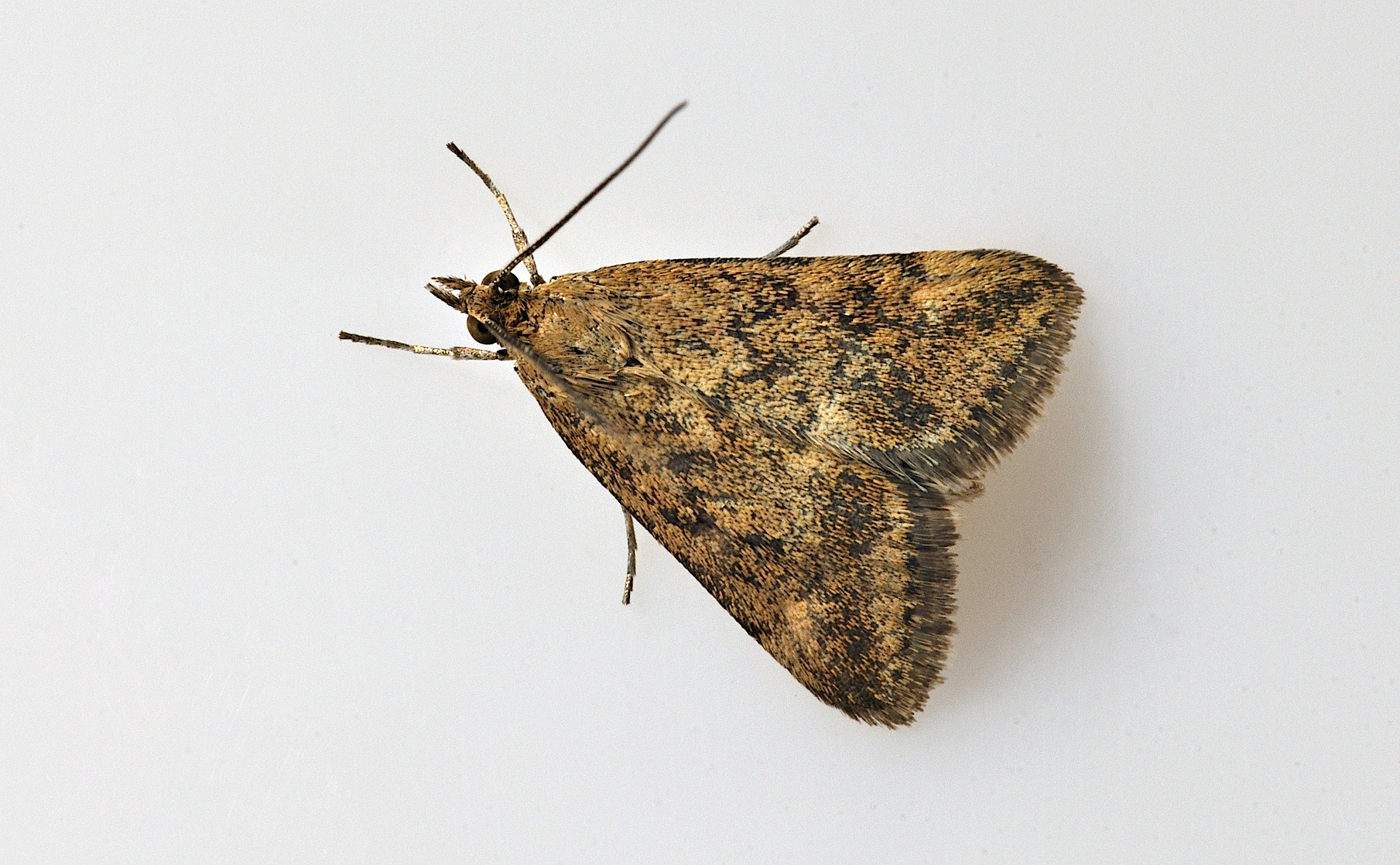 Foto B037648, © Adriaan van Os, Corsavy 19-09-2017, H�he 800 m, Pyrausta despicata