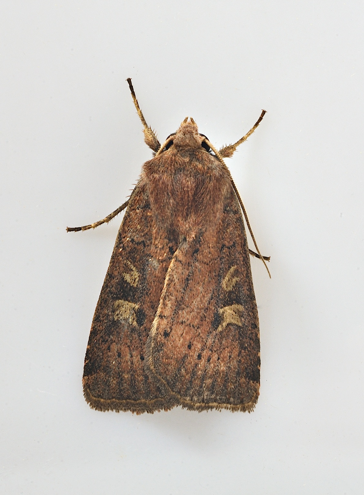 photo B037663, © Adriaan van Os, Corsavy 19-09-2017, altitudo 800 m, Xestia xanthographa