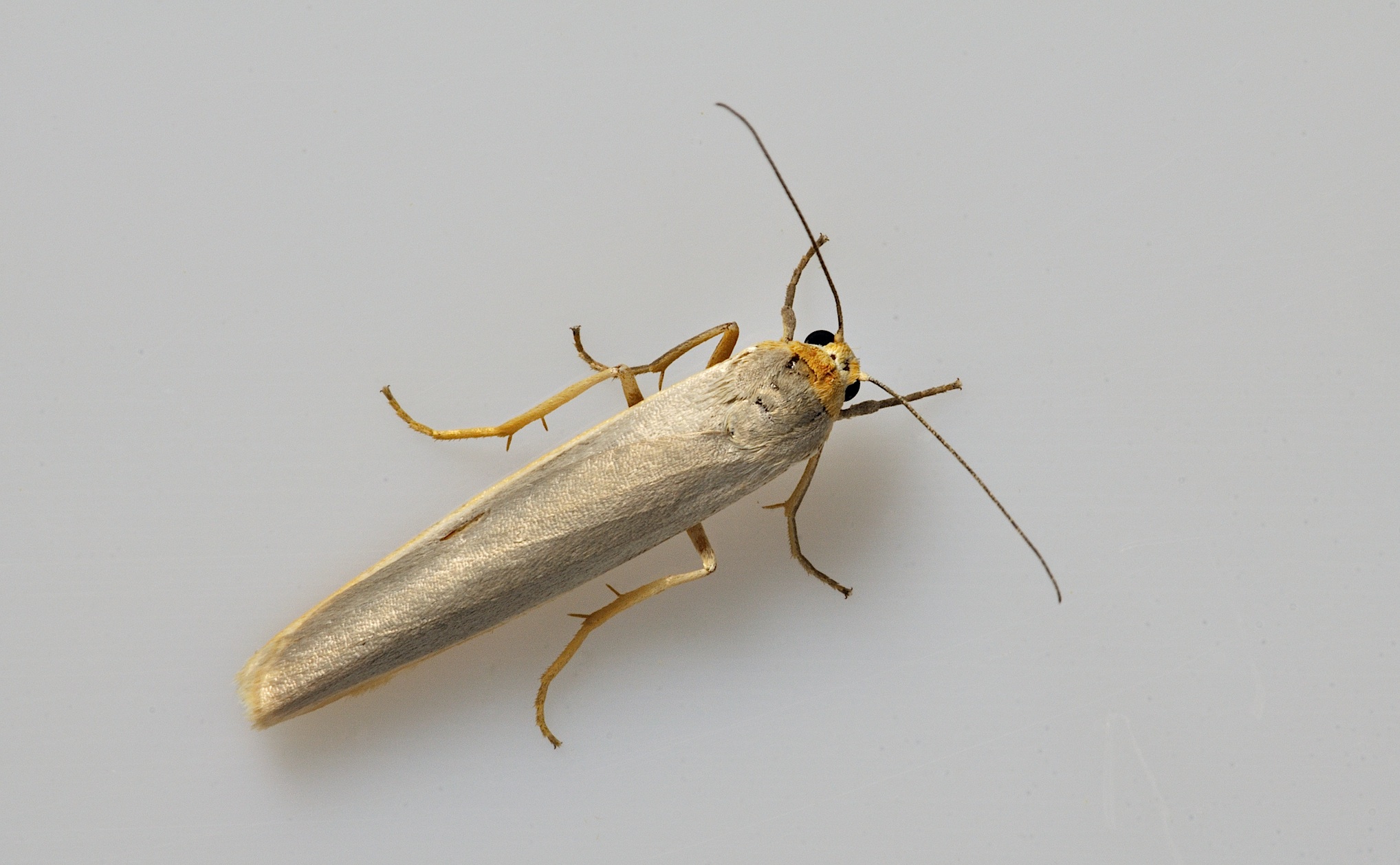 foto B037717, © Adriaan van Os, Corsavy 19-09-2017, hoogte 800 m, Eilema caniola ?