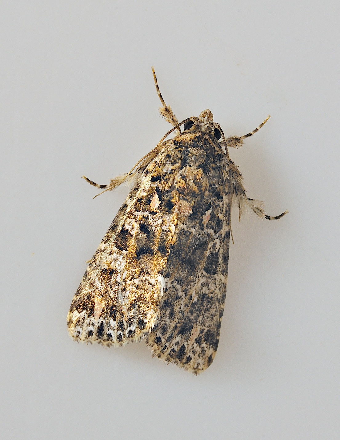 foto B037928, © Adriaan van Os, Corsavy 21-09-2017, altitud 800 m, Callopistria latreillei