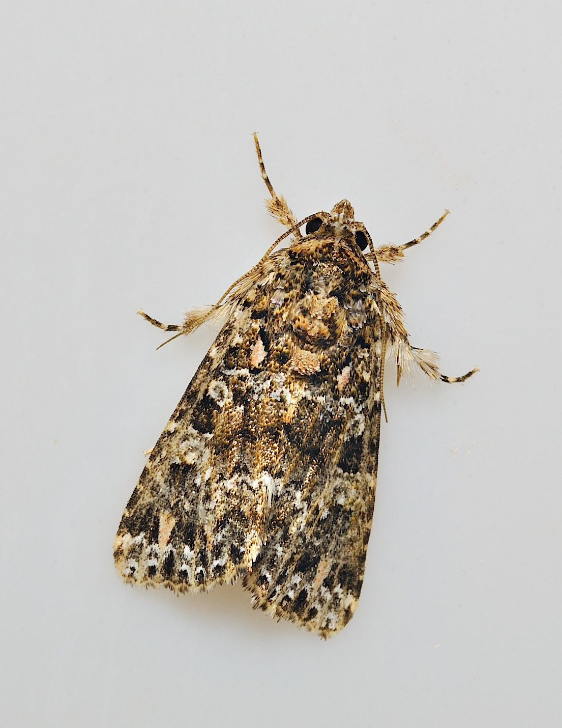 foto B037952, © Adriaan van Os, Corsavy 21-09-2017, altitud 800 m, Callopistria latreillei