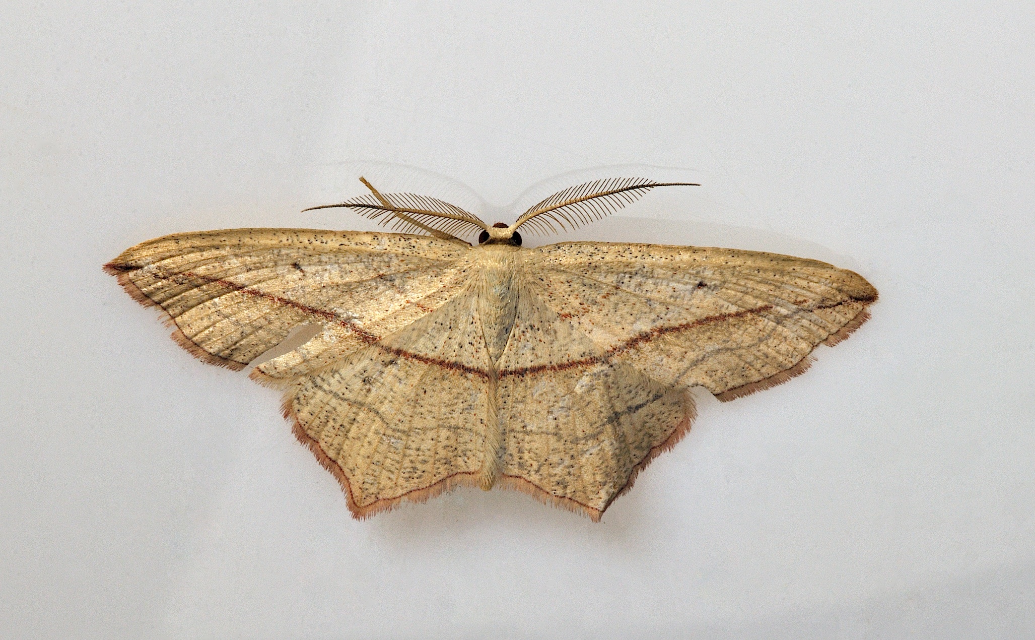 foto B038185, © Adriaan van Os, Corsavy 21-09-2017, altitud 800 m, Timandra comae