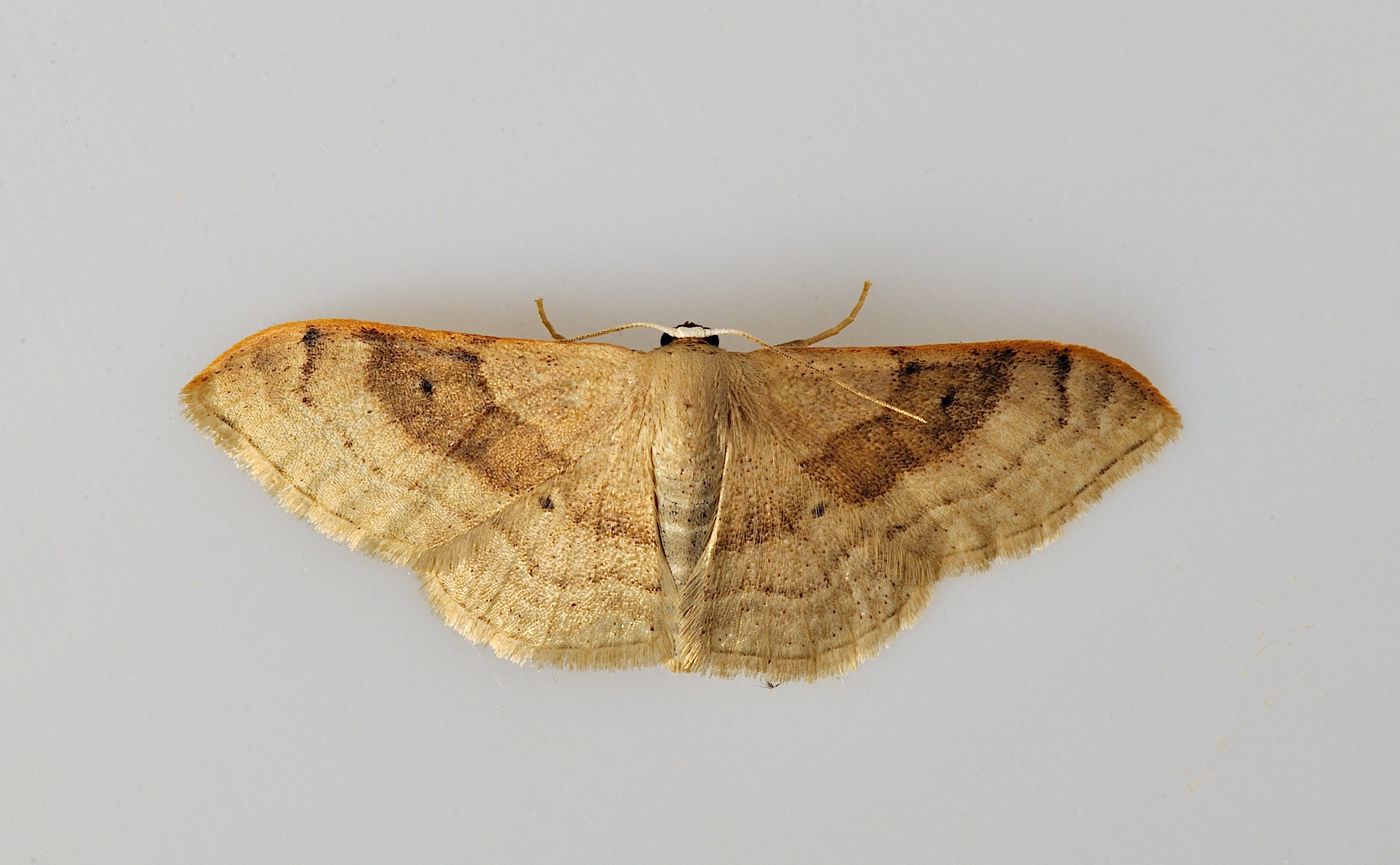 foto B038198, © Adriaan van Os, Corsavy 21-09-2017, altitud 800 m, Idaea degeneraria