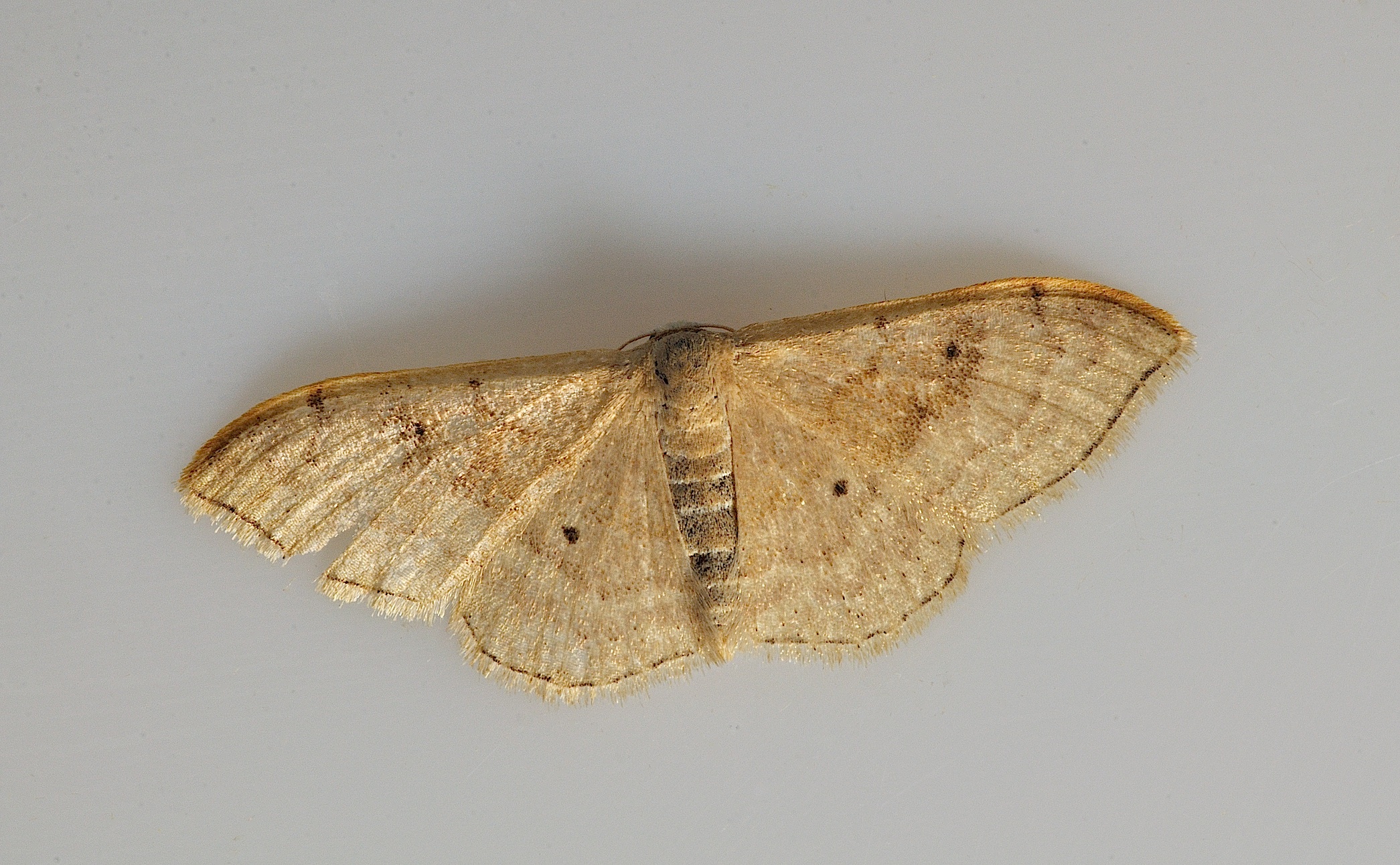 Foto B038242, © Adriaan van Os, Corsavy 21-09-2017, H�he 800 m, Idaea degeneraria